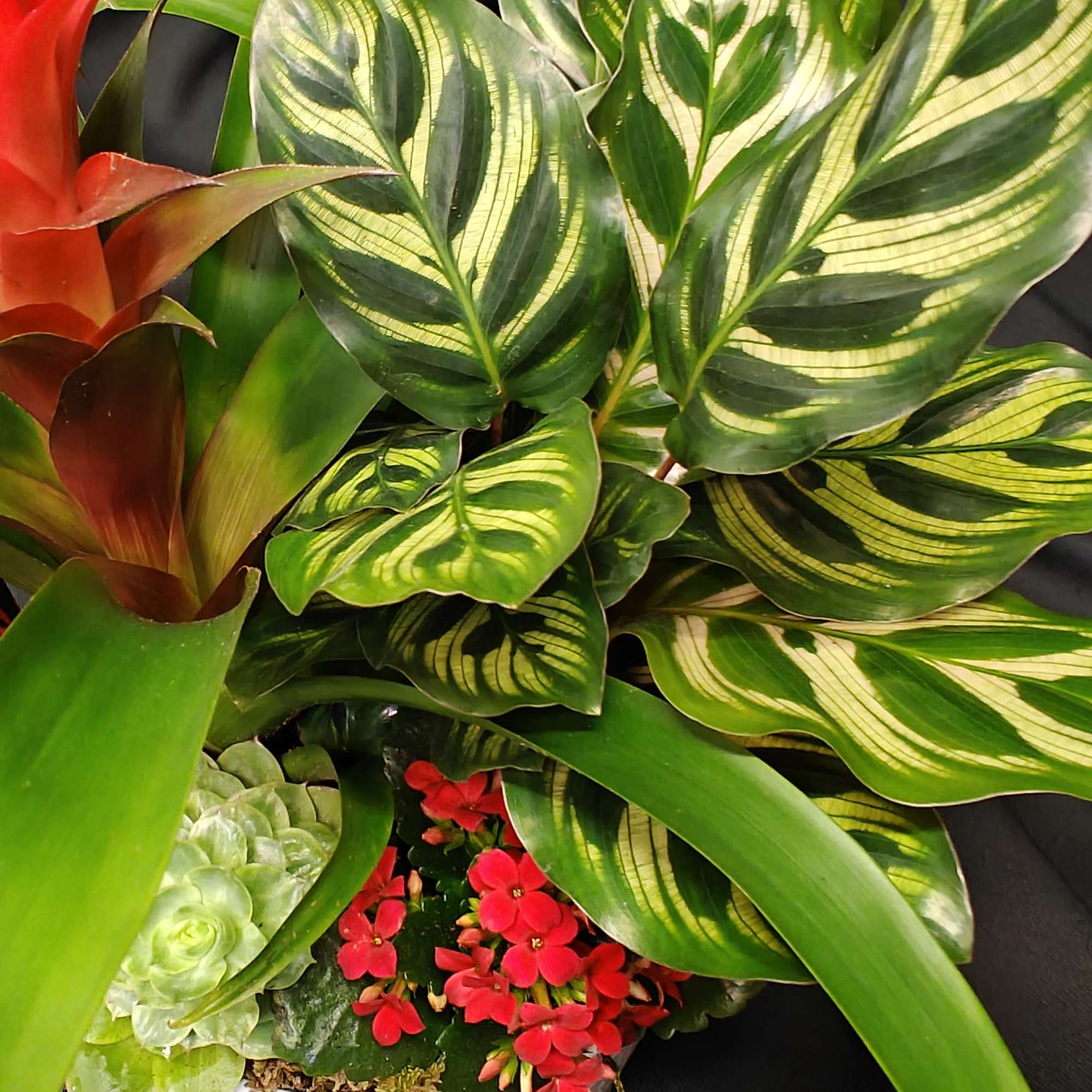 Long lasting plants as a constant reminder of your gratitude and love