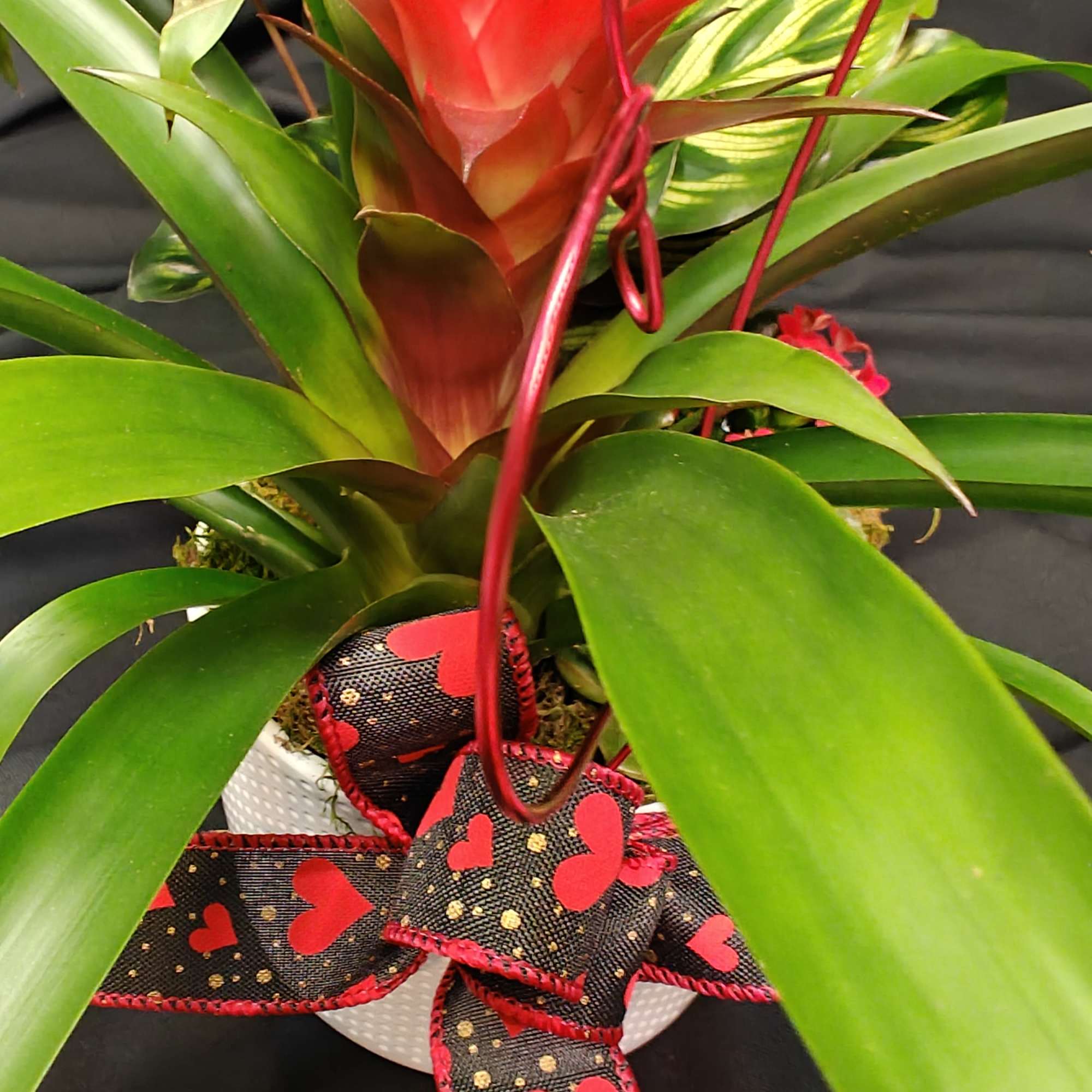 Long lasting plants as a constant reminder of your gratitude and love