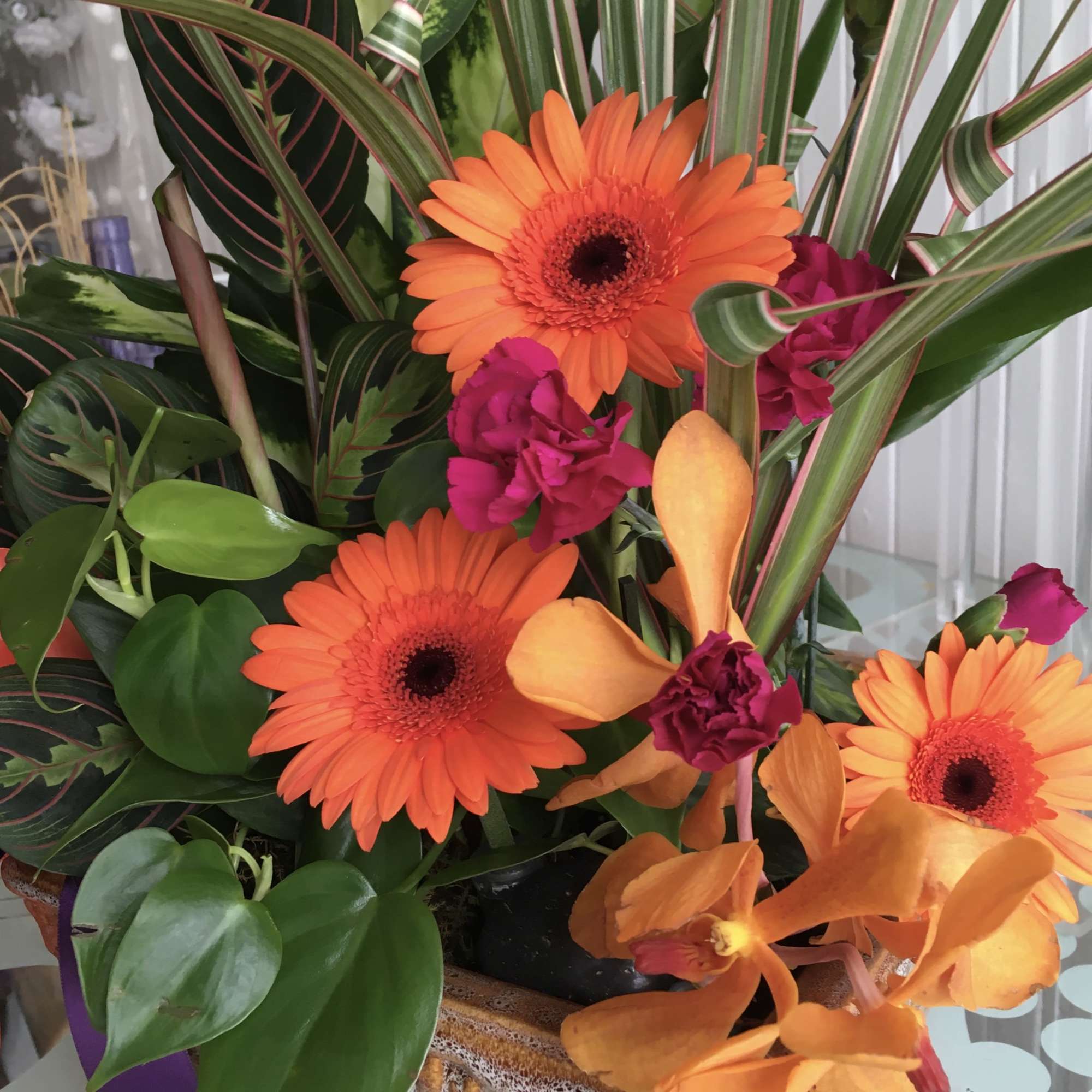 Part of our &lsquo;Beauty with Benefits&rsquo; collection. Plants are an excellent and