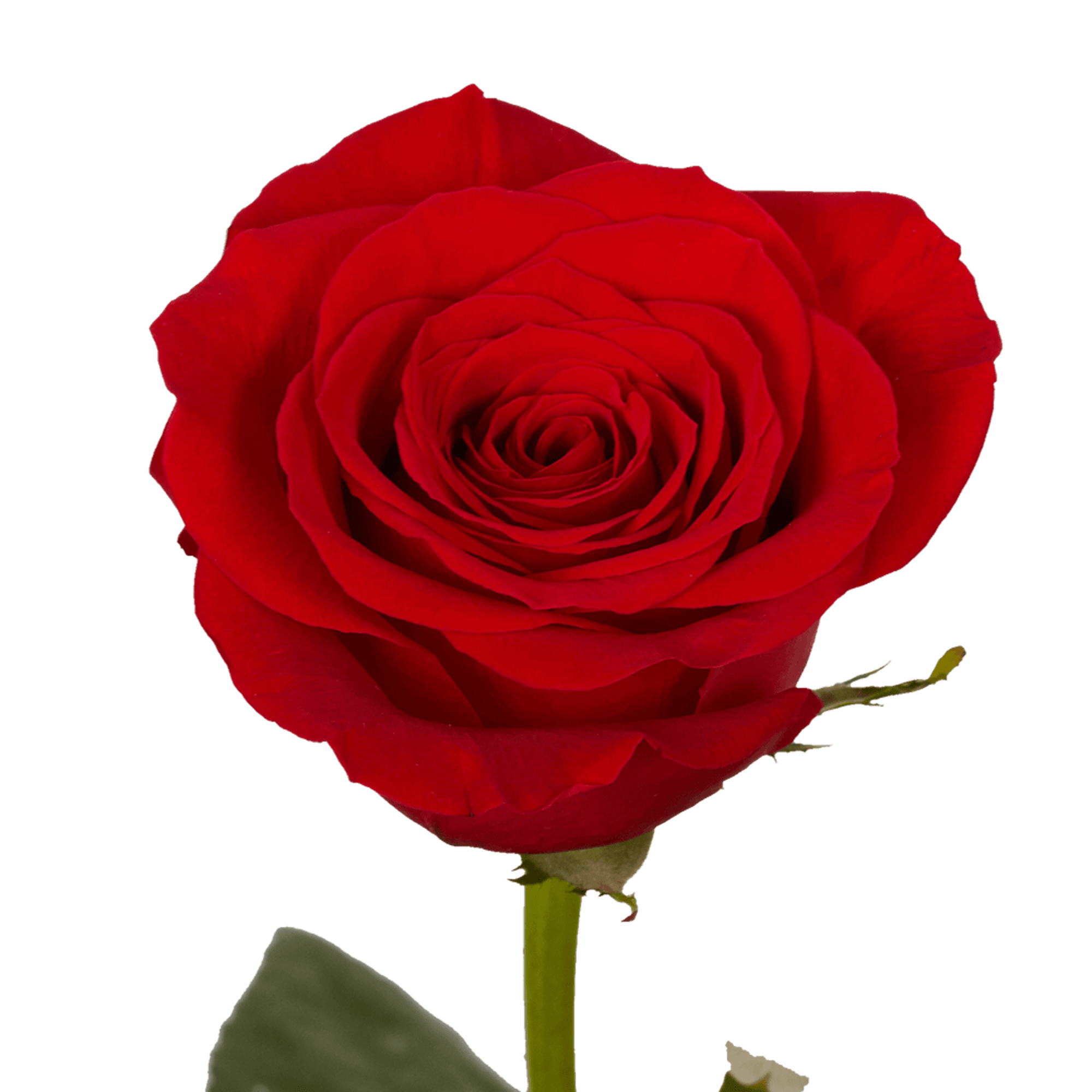  &bull; 2 Dozen (24 stems)
&bull; 3 Dozen (36 stems)
&bull; 4 Dozen