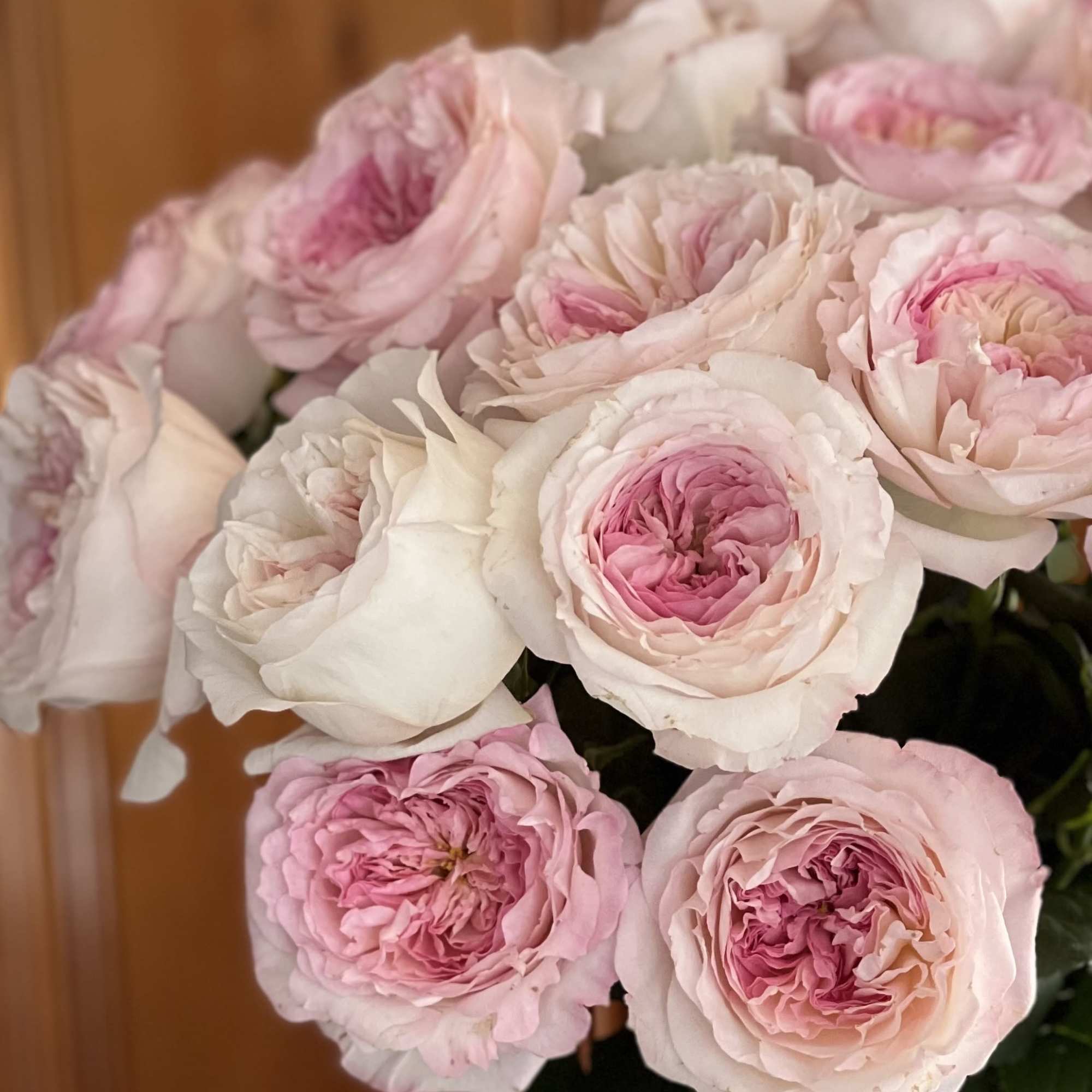 Two Dozen Keira Garden Roses

An embodiment of quiet luxury, this arrangement showcases