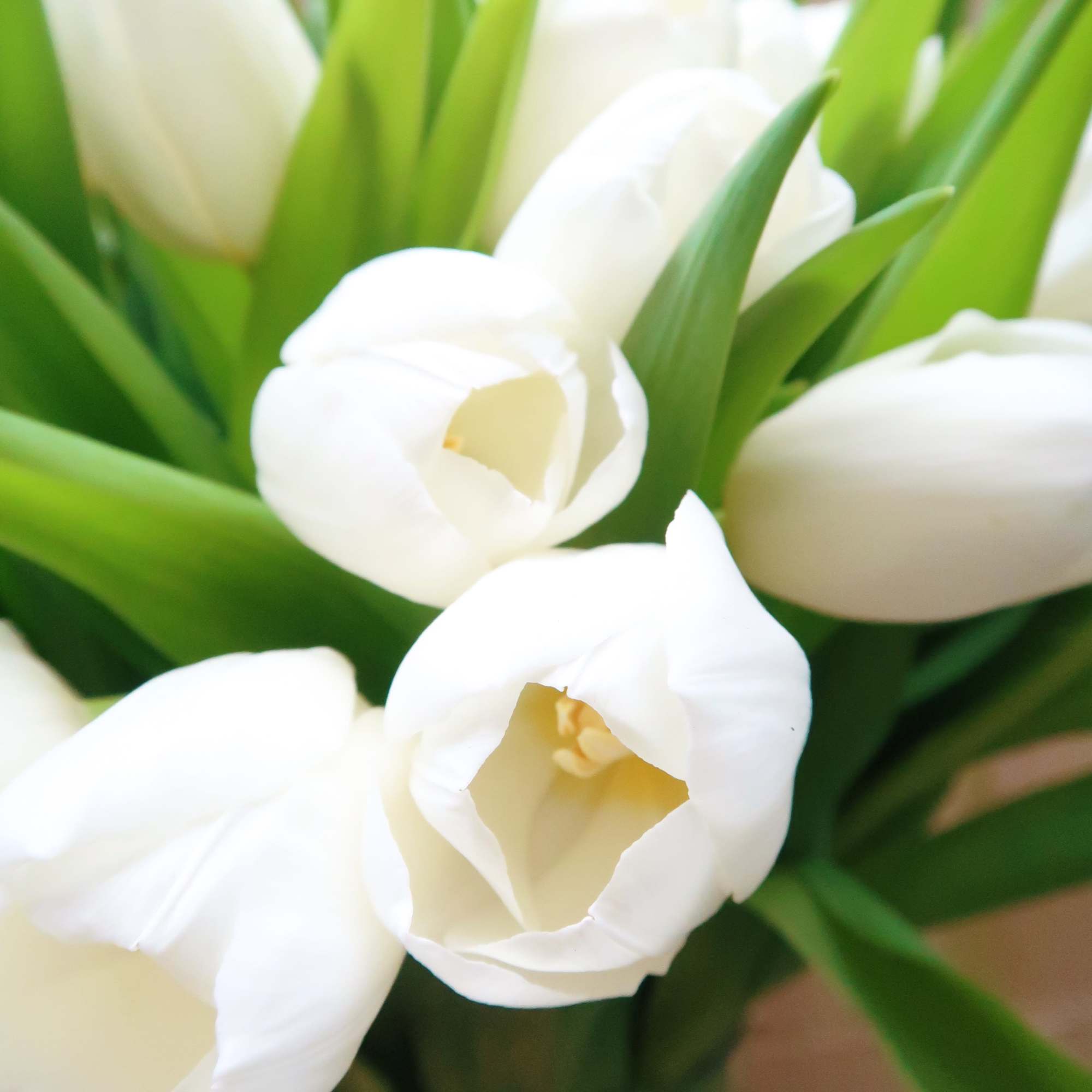 Simple, modern and grand white tulips bouquet, perfect for all occasions or