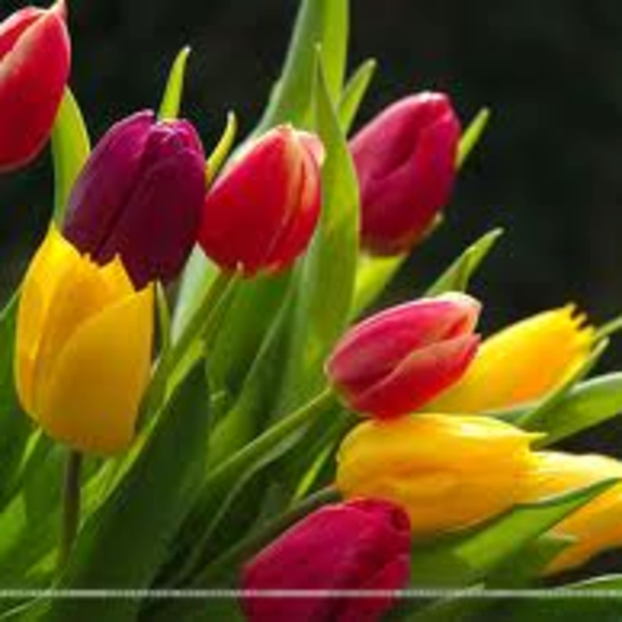 Designer&rsquo;s Choice of fresh seasonal blooms elegantly designed.

Due to the current situation