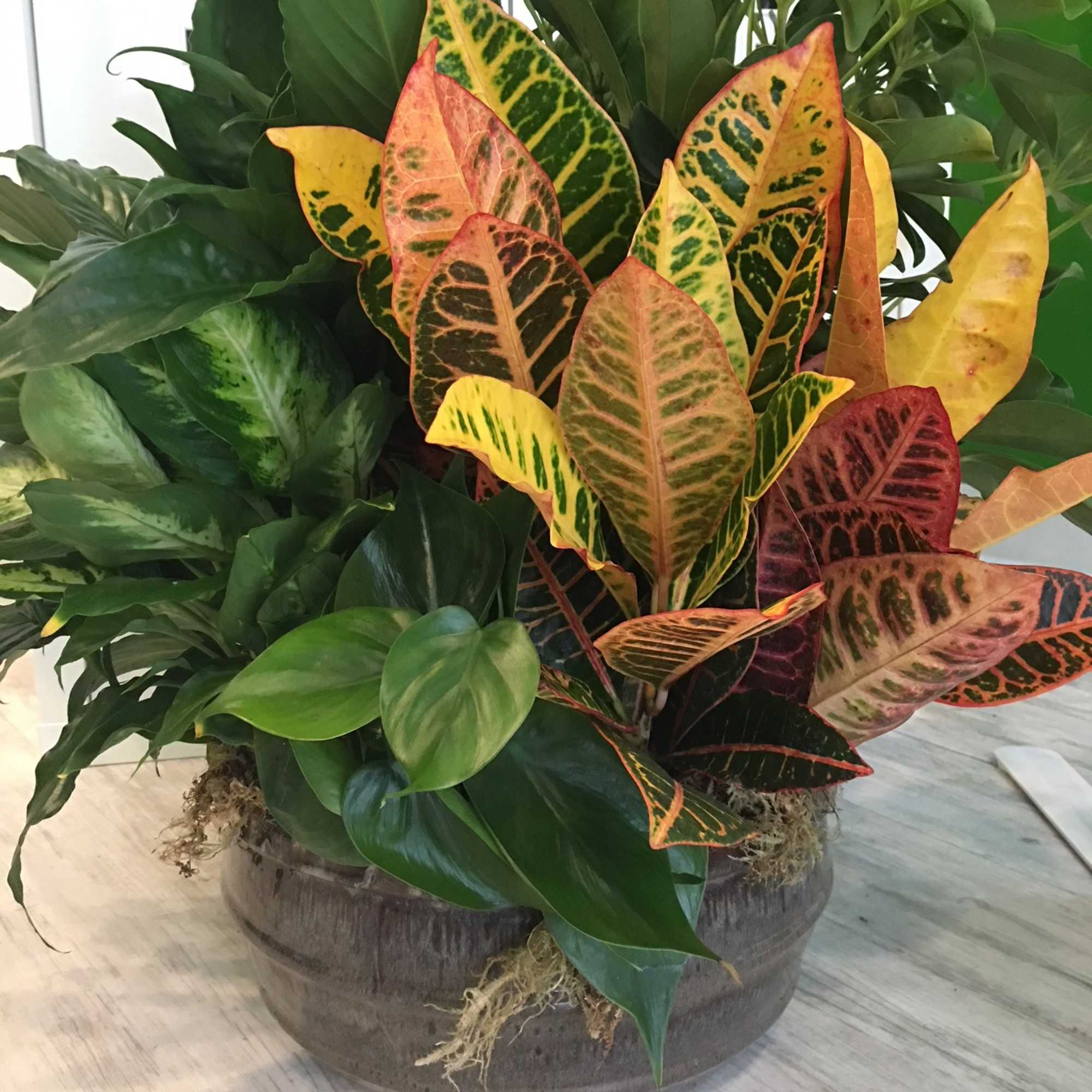 Assorted varieties of fresh plants are used in a large ceramic container