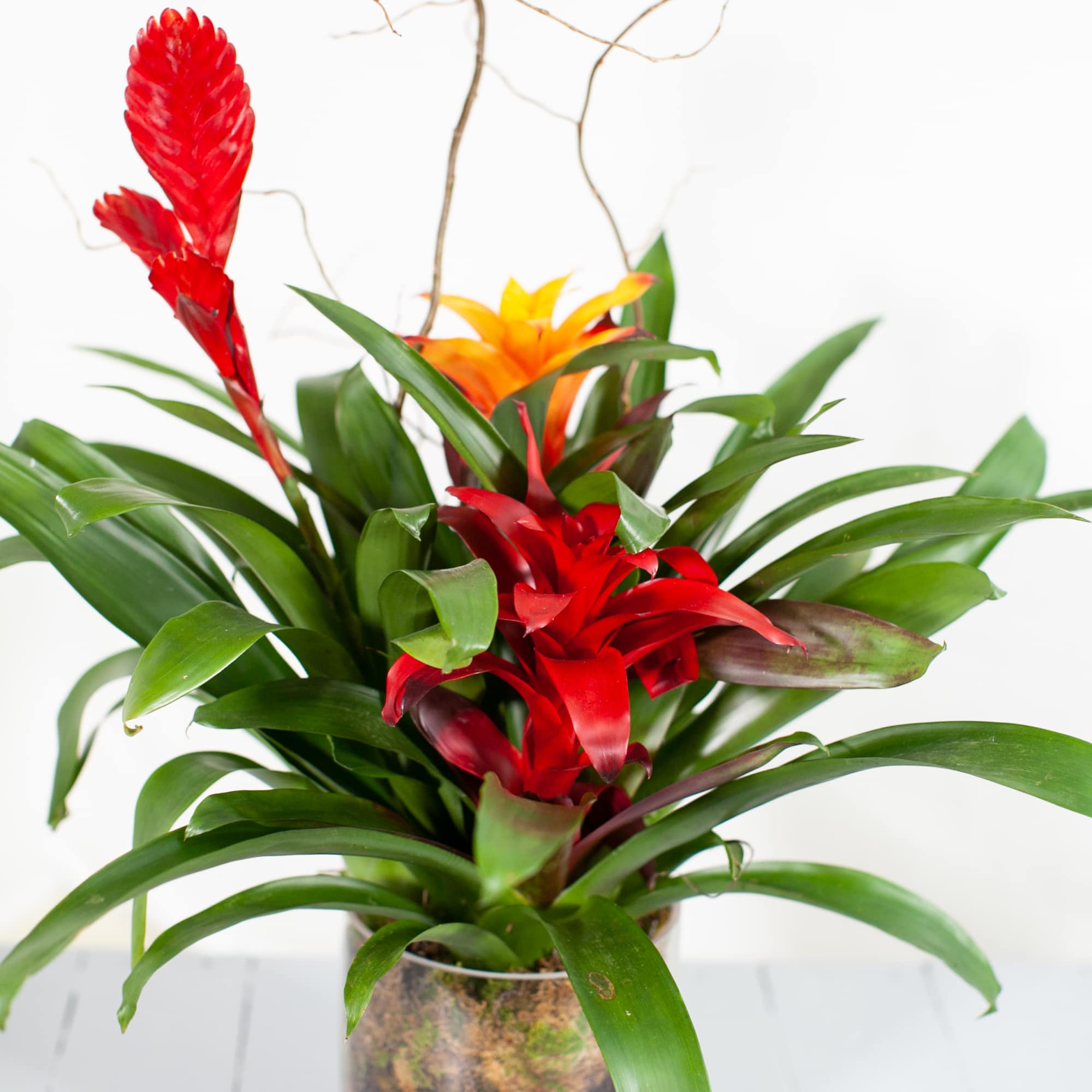 Our Bromeliad trio is a beautiful blooming plant to brighten up any
