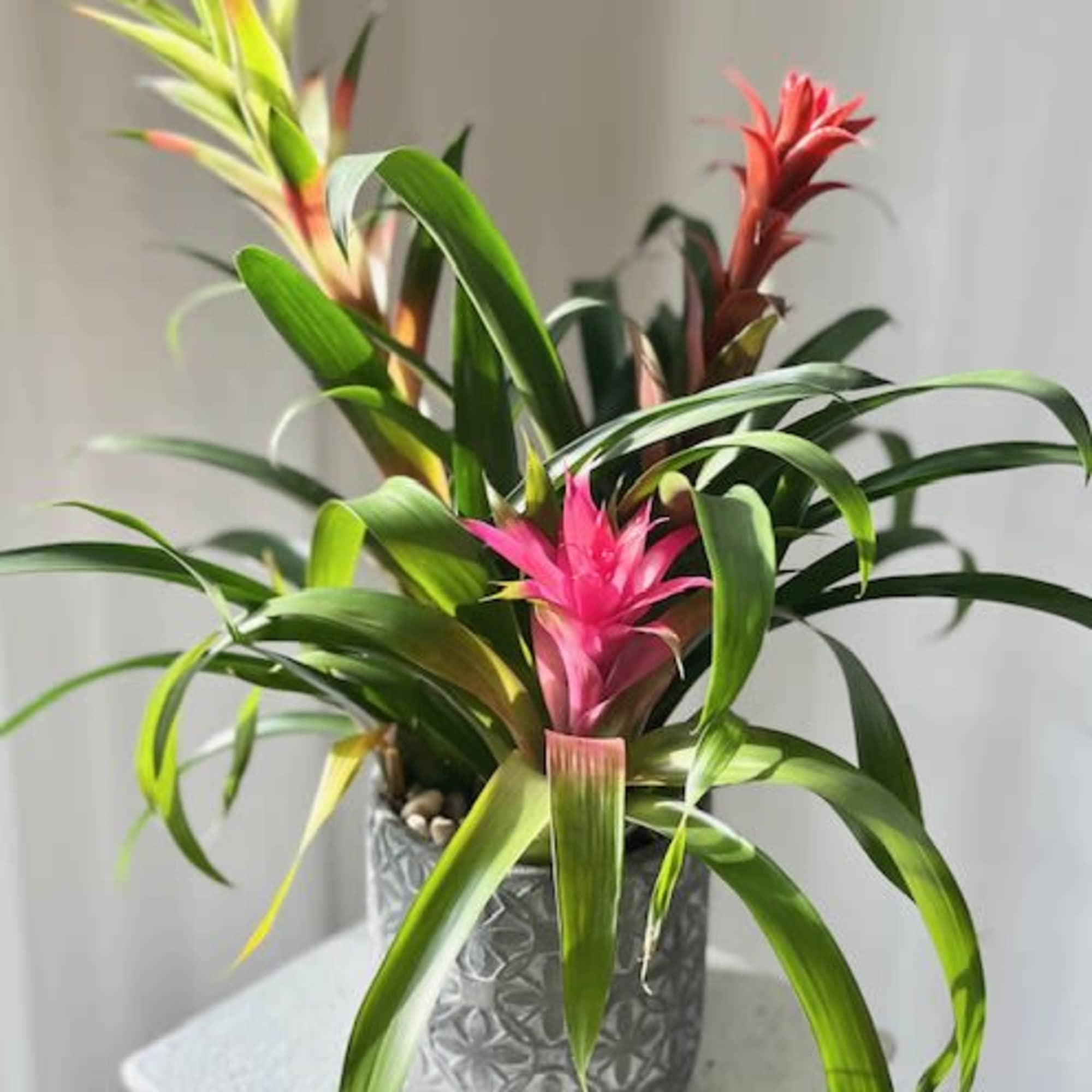 Our Bromeliad trio is a beautiful blooming plant to brighten up any
