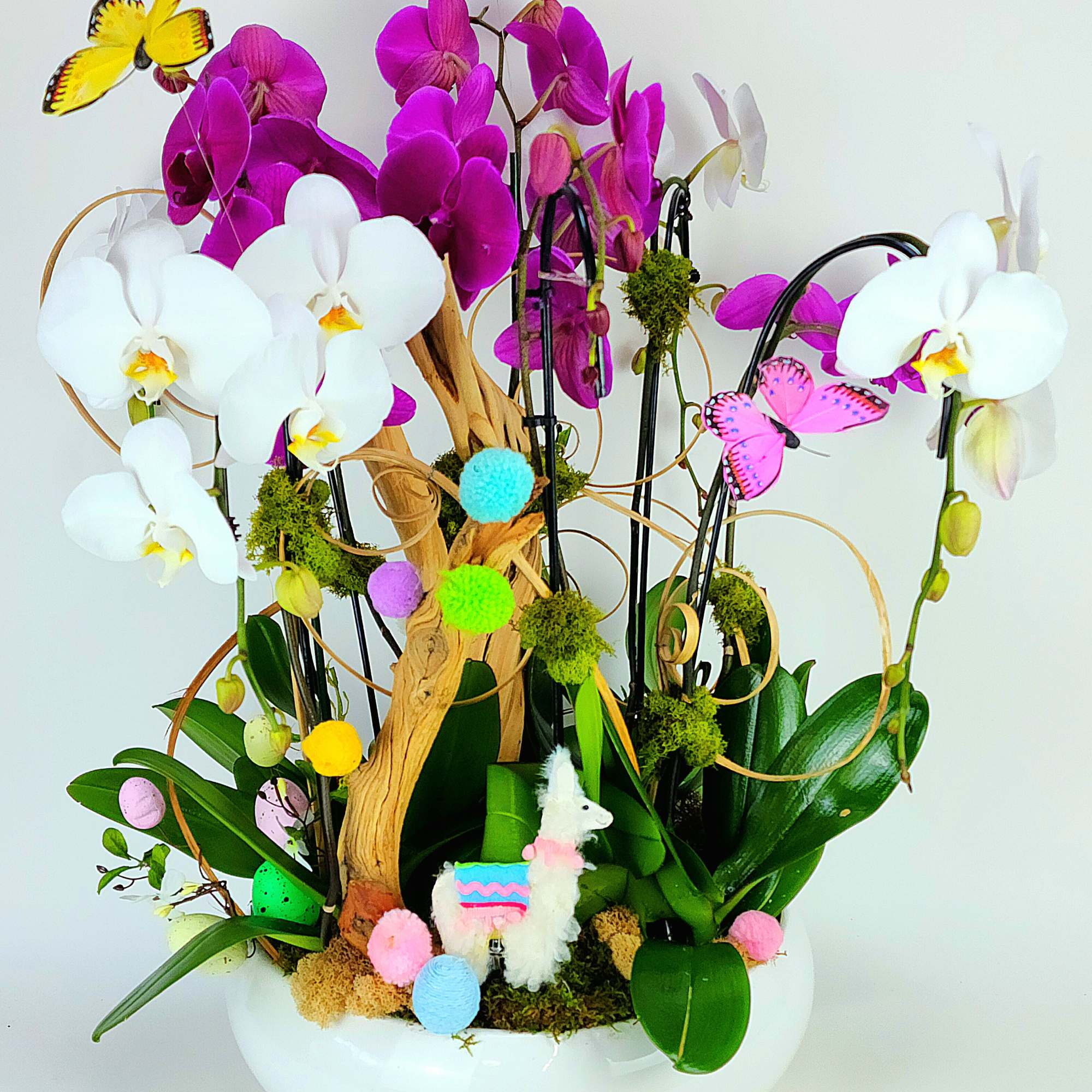 8 premium swan orchids in a large vase with natural wood, moss