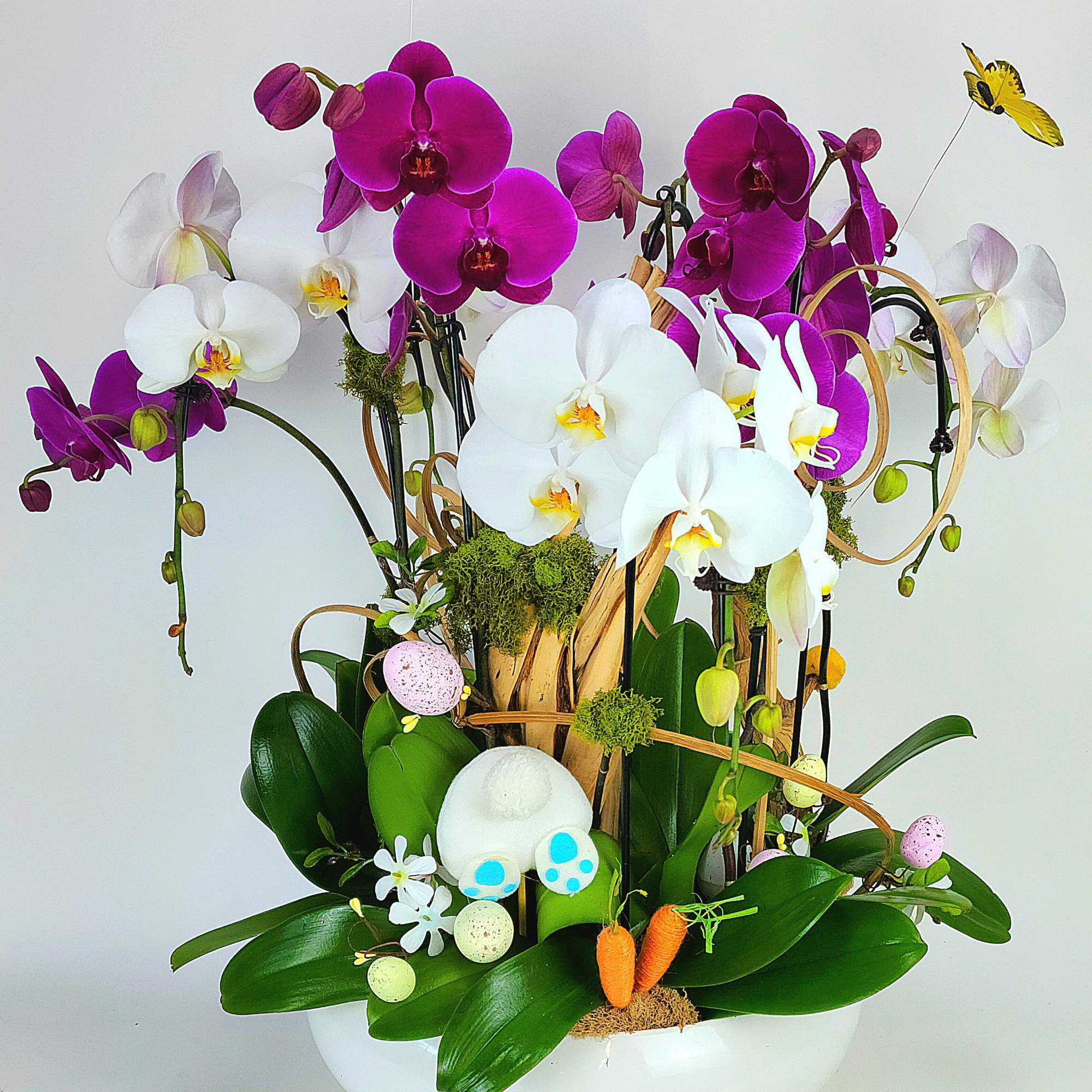 8 premium swan orchids in a large vase with natural wood, moss