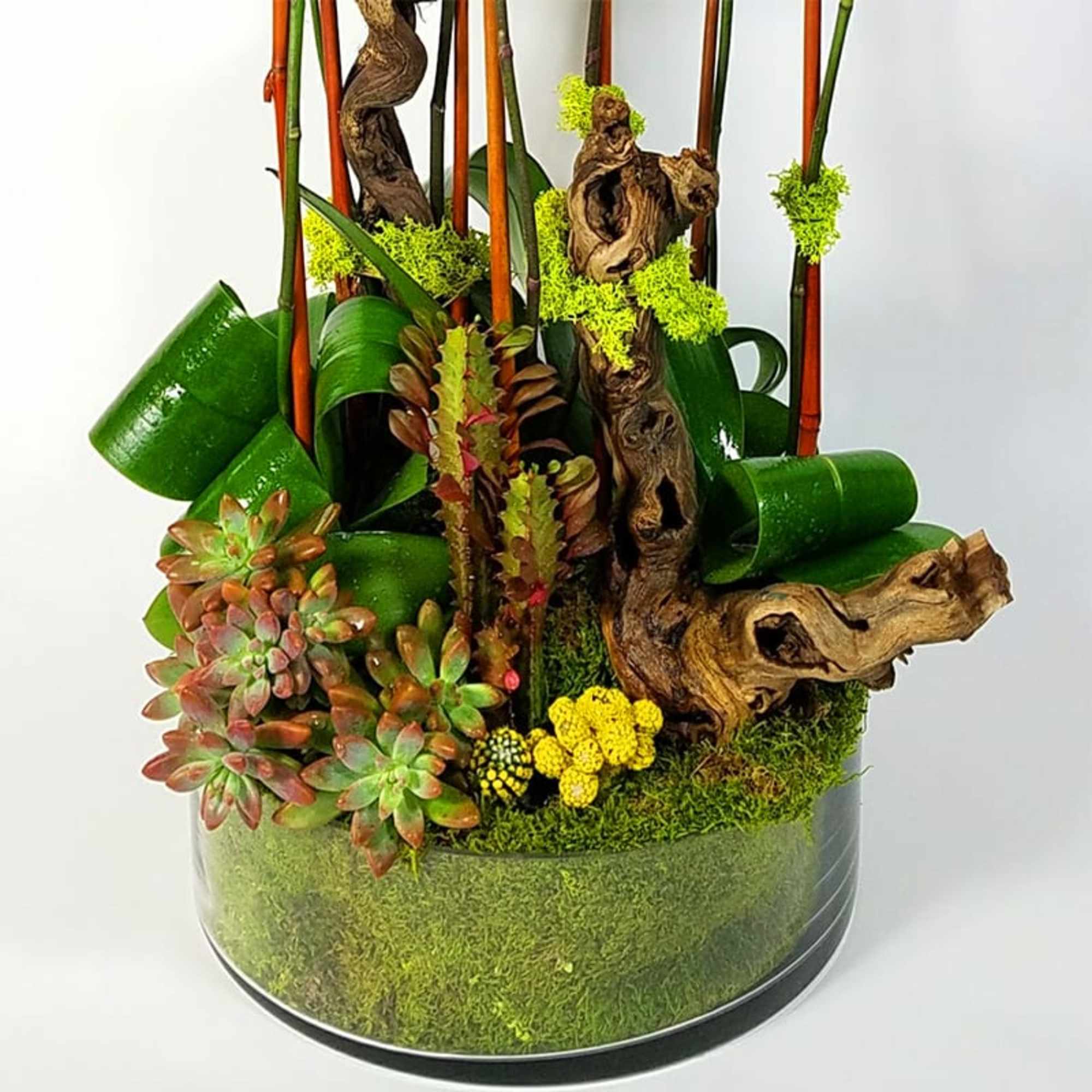 A modern Mix of 6 Bright Color Orchids with Natural pieces of