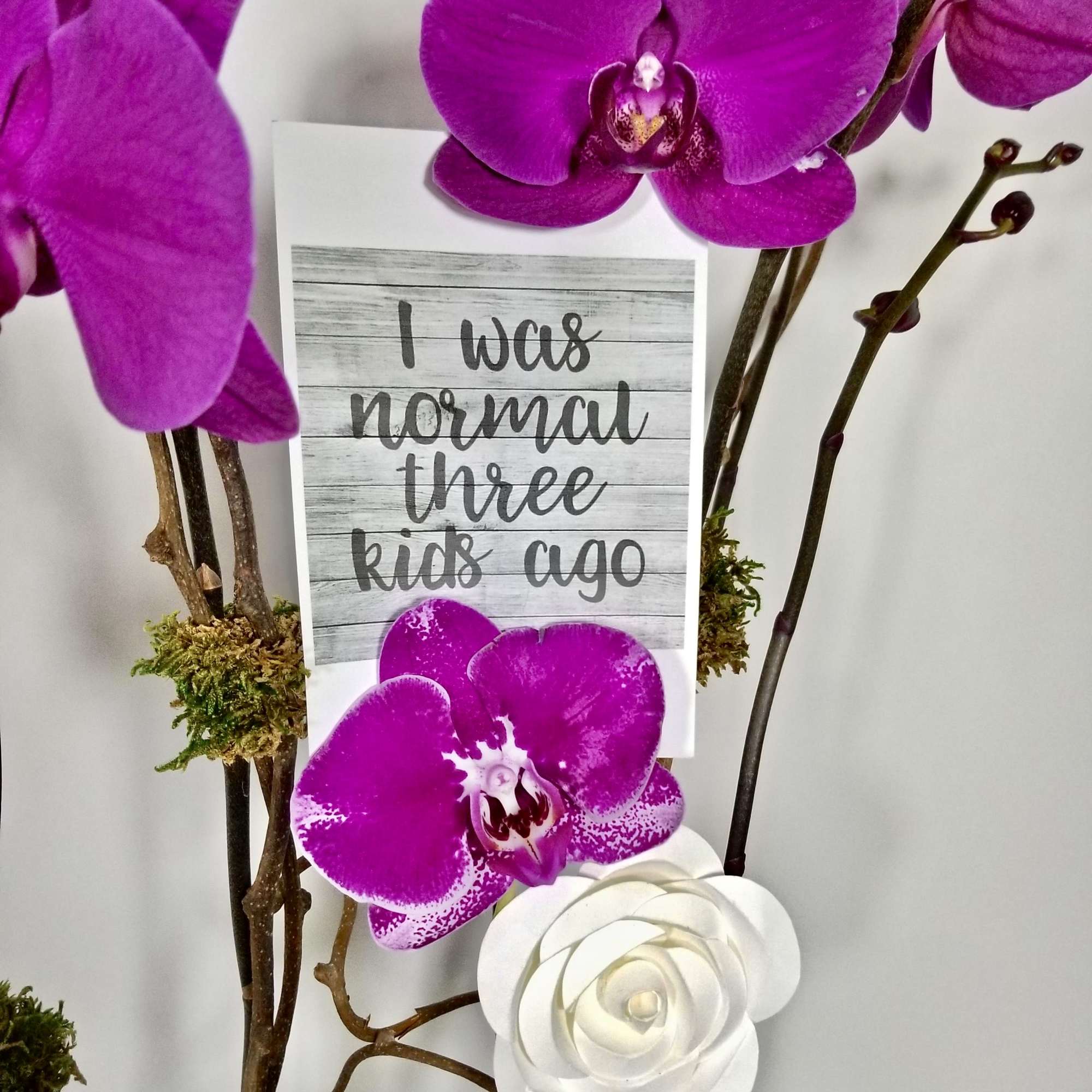 Three premium orchids in a white vase with assorted plants and moss.