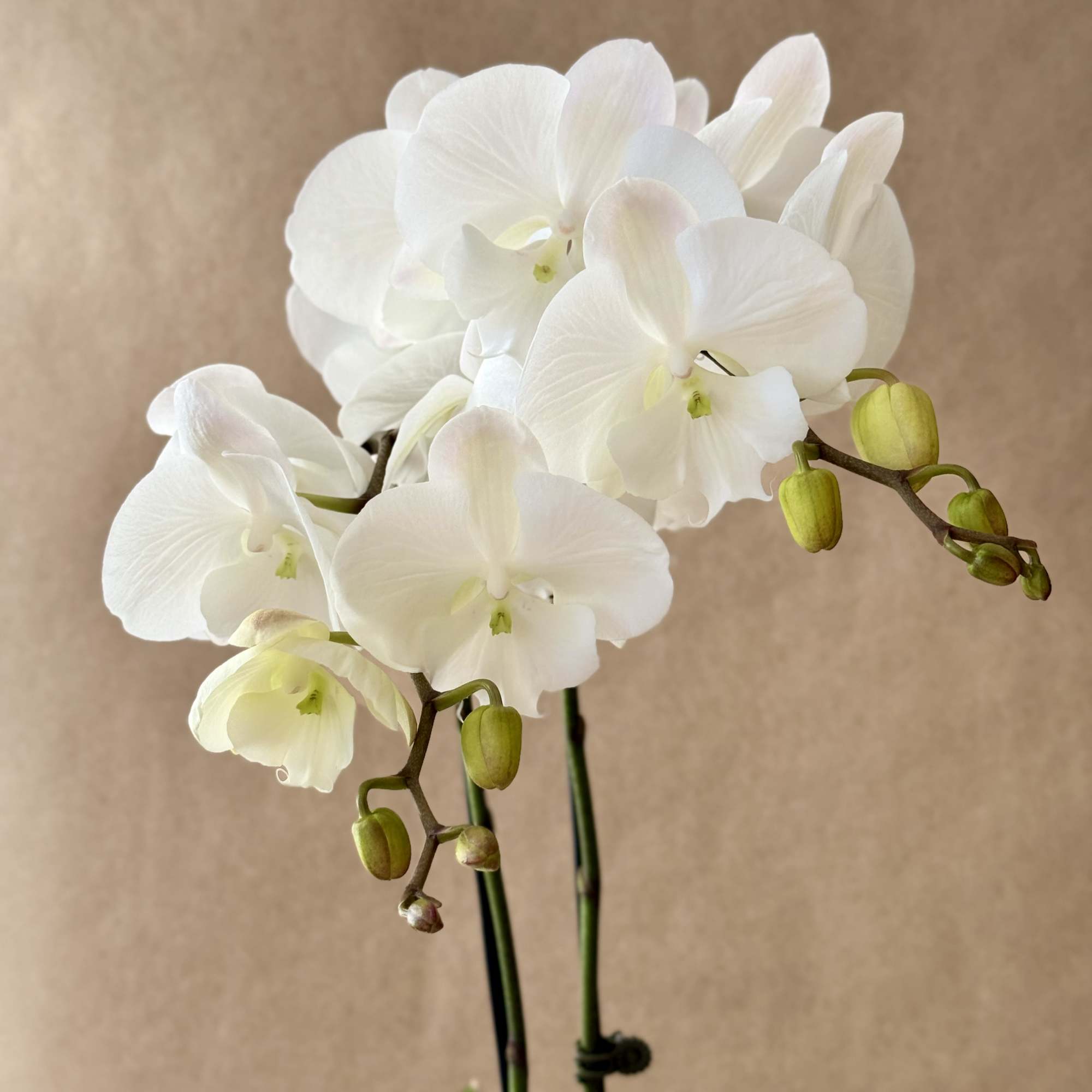 White Phalaenopsis Orchid in a ceramic pot.

