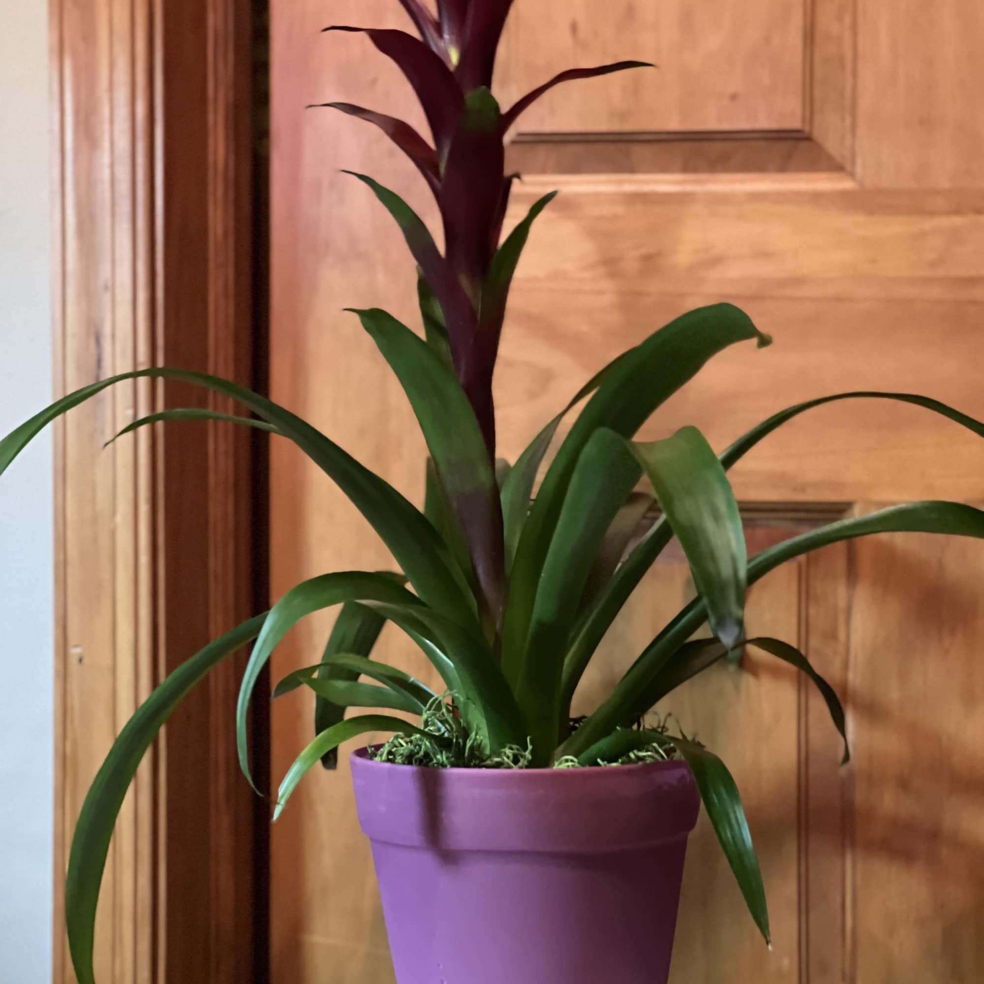 Long lasting Bromeliad plant. Averages 4-6" tall. Easy to care for, durable