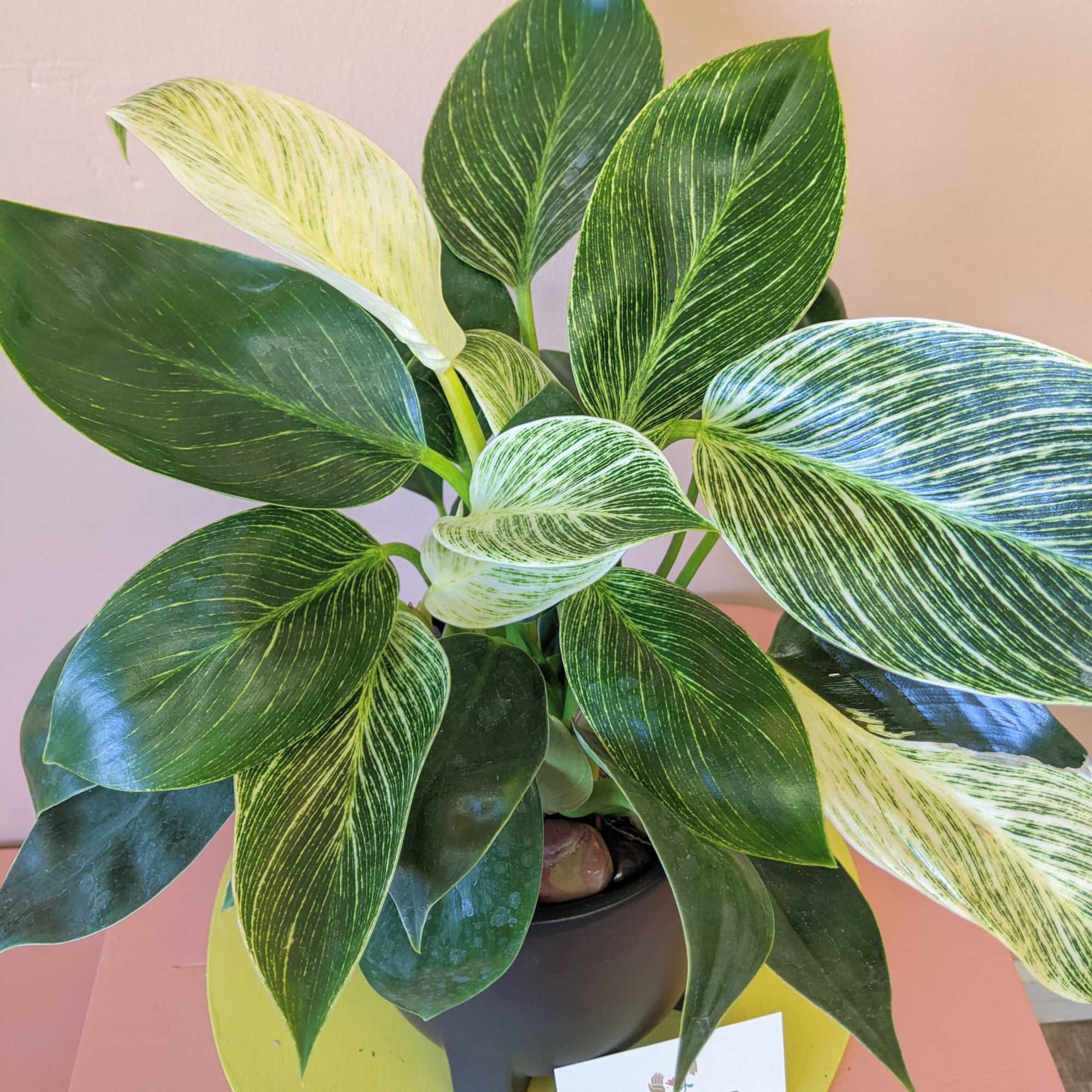 A large leafed plant, the Philodendron 'birkin' is potted in a matte