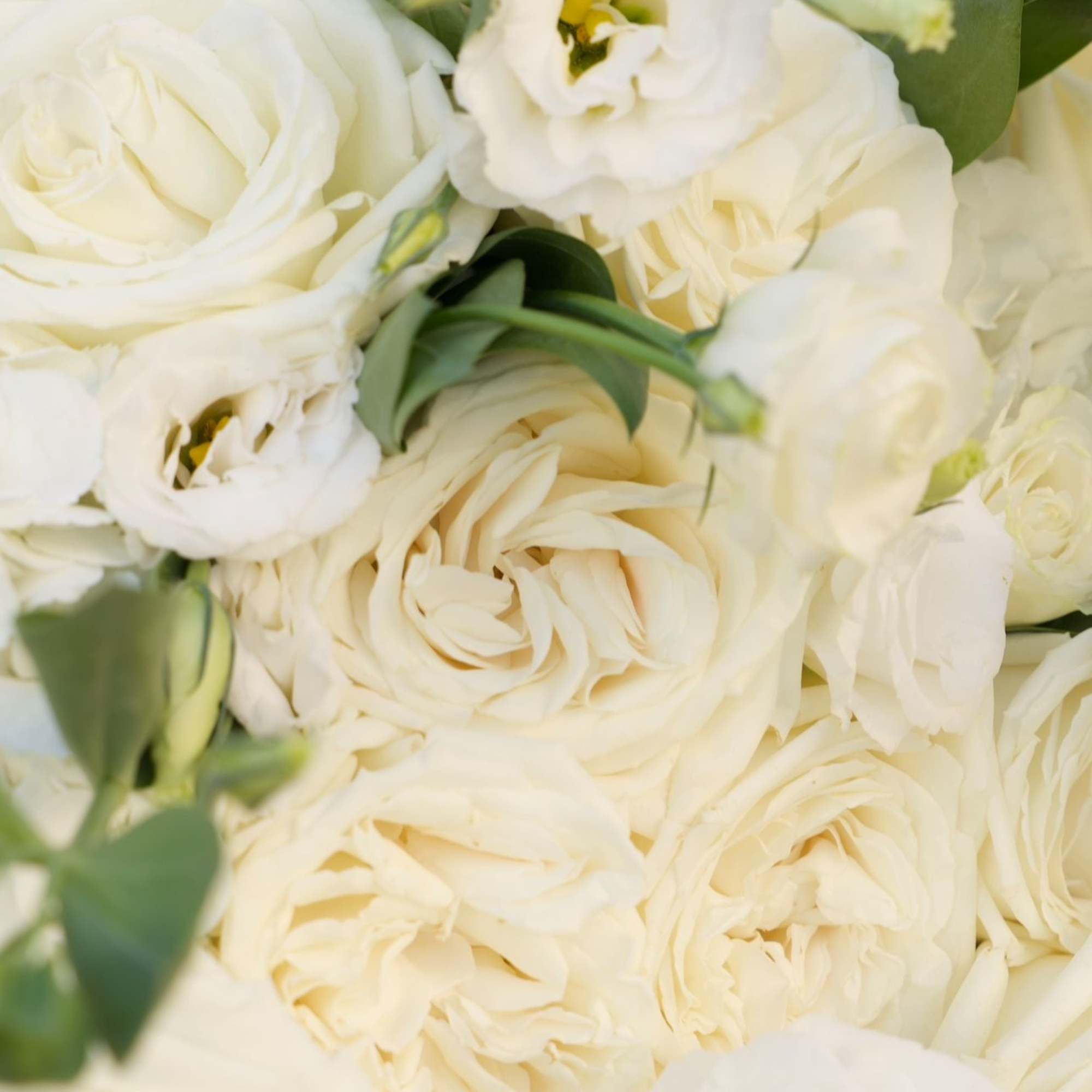 A premium all-white bouquet featuring garden roses, lisianthus, and fresh hydrangea. Designed
