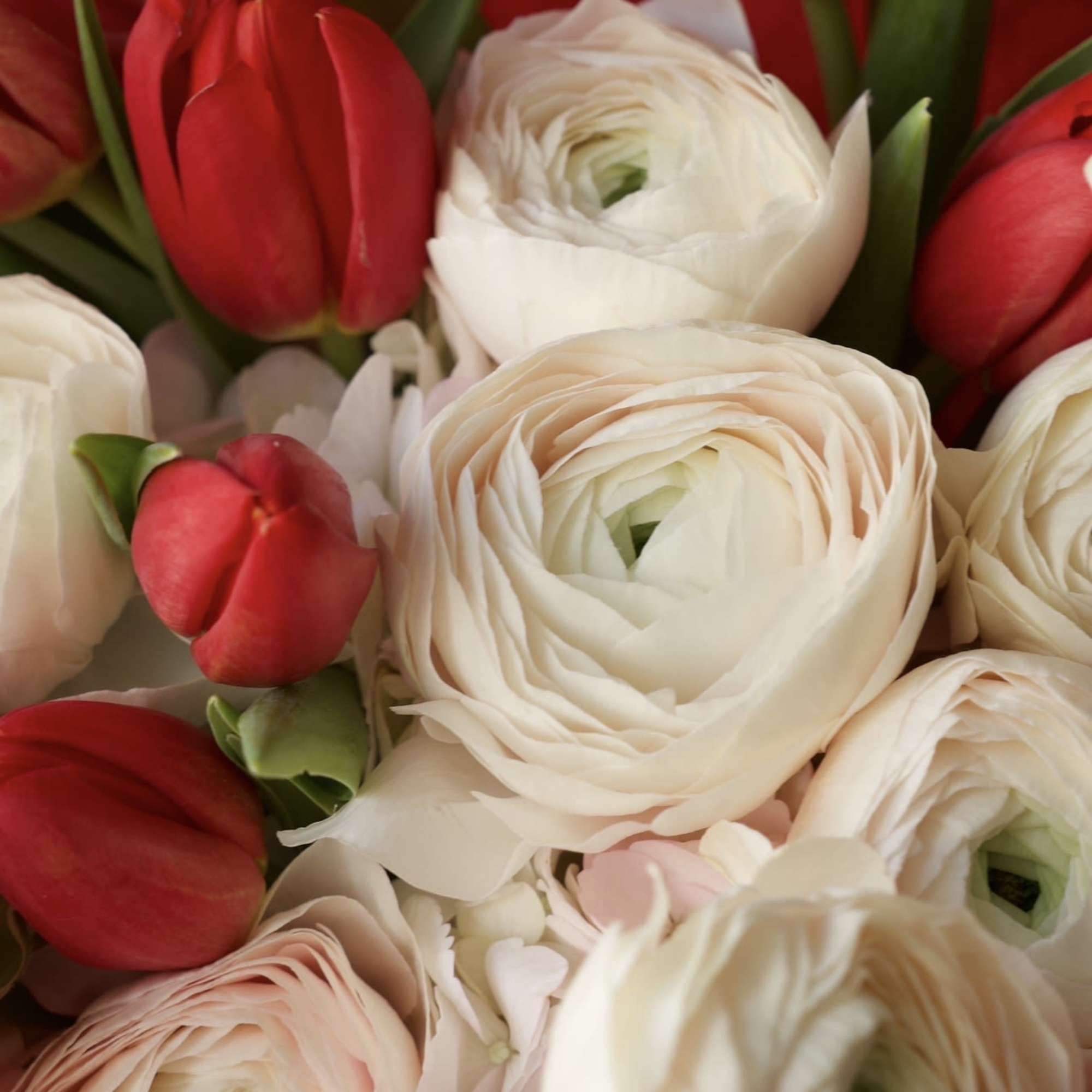 An elegant and romantic bouquet combining soft blush ranunculus with vibrant red