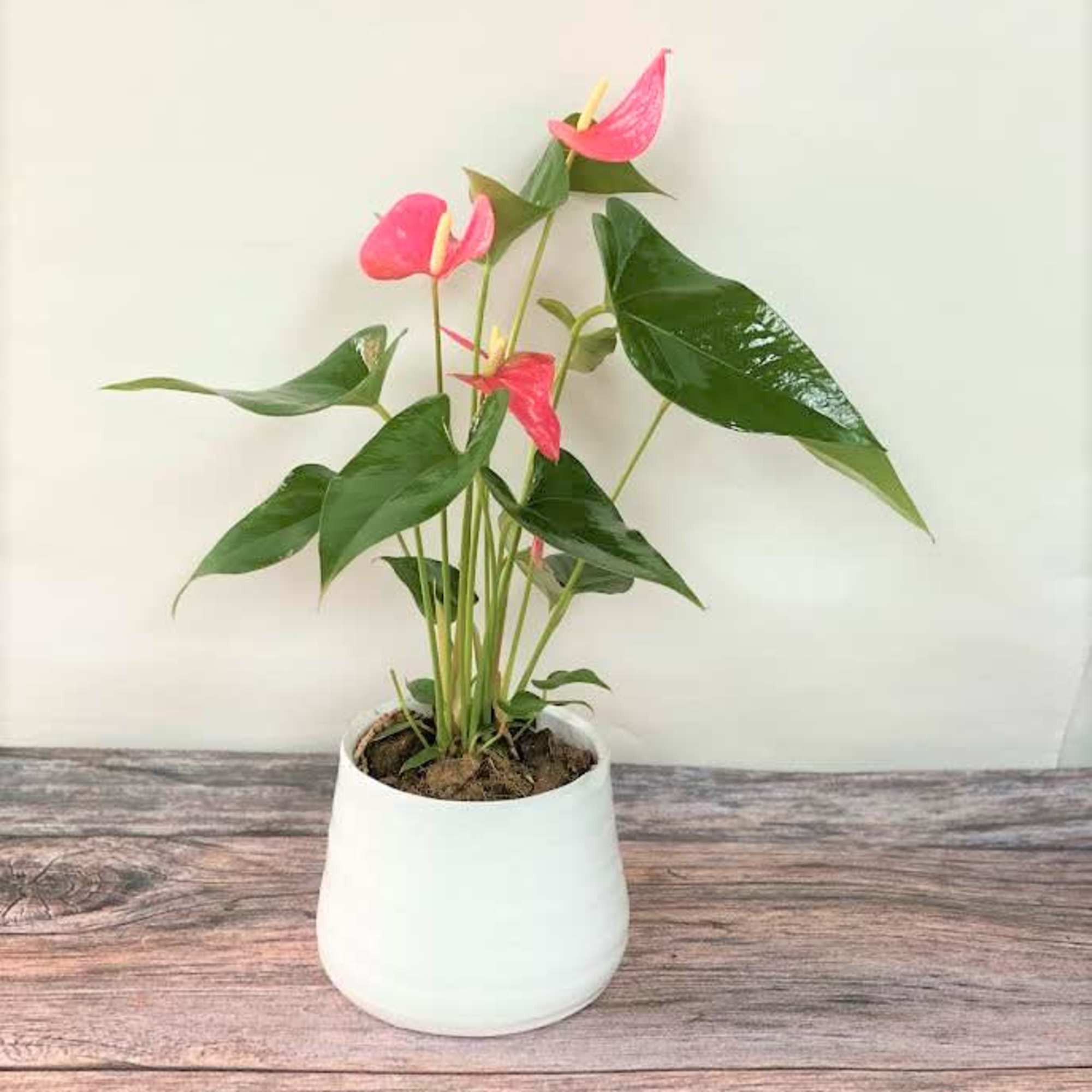 This exotic houseplant has glossy, heart-shaped leaves with vibrant, heart-shaped blooms. 
Dressed