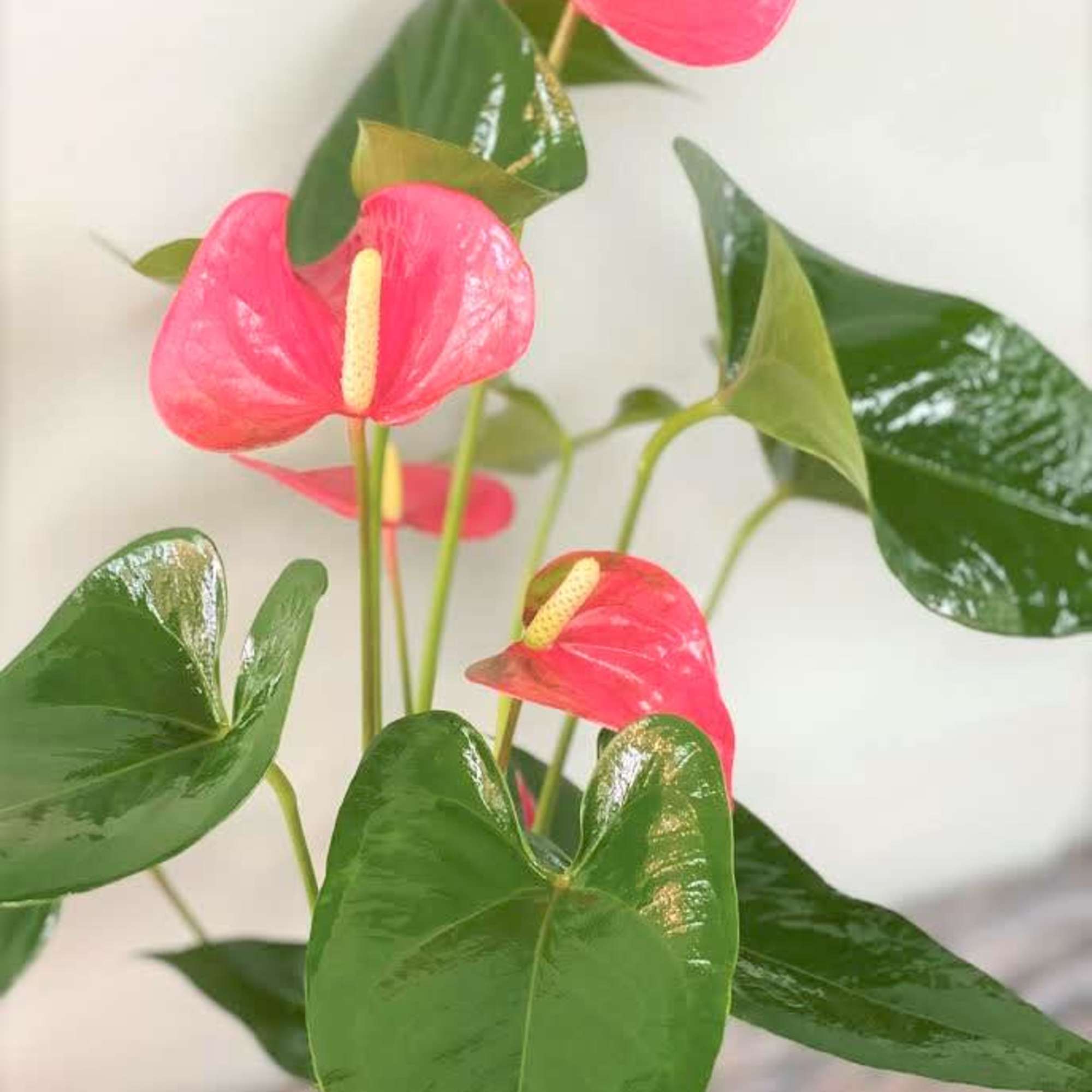 This exotic houseplant has glossy, heart-shaped leaves with vibrant, heart-shaped blooms. 
Dressed