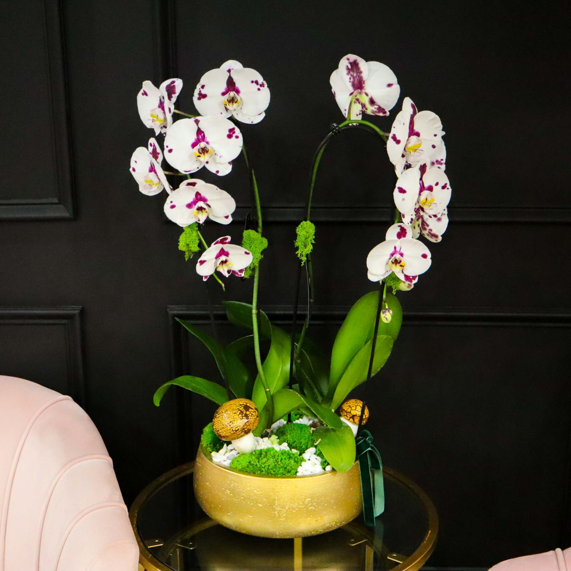 A beautiful mix of white orchid, comes in a gold round ceramic