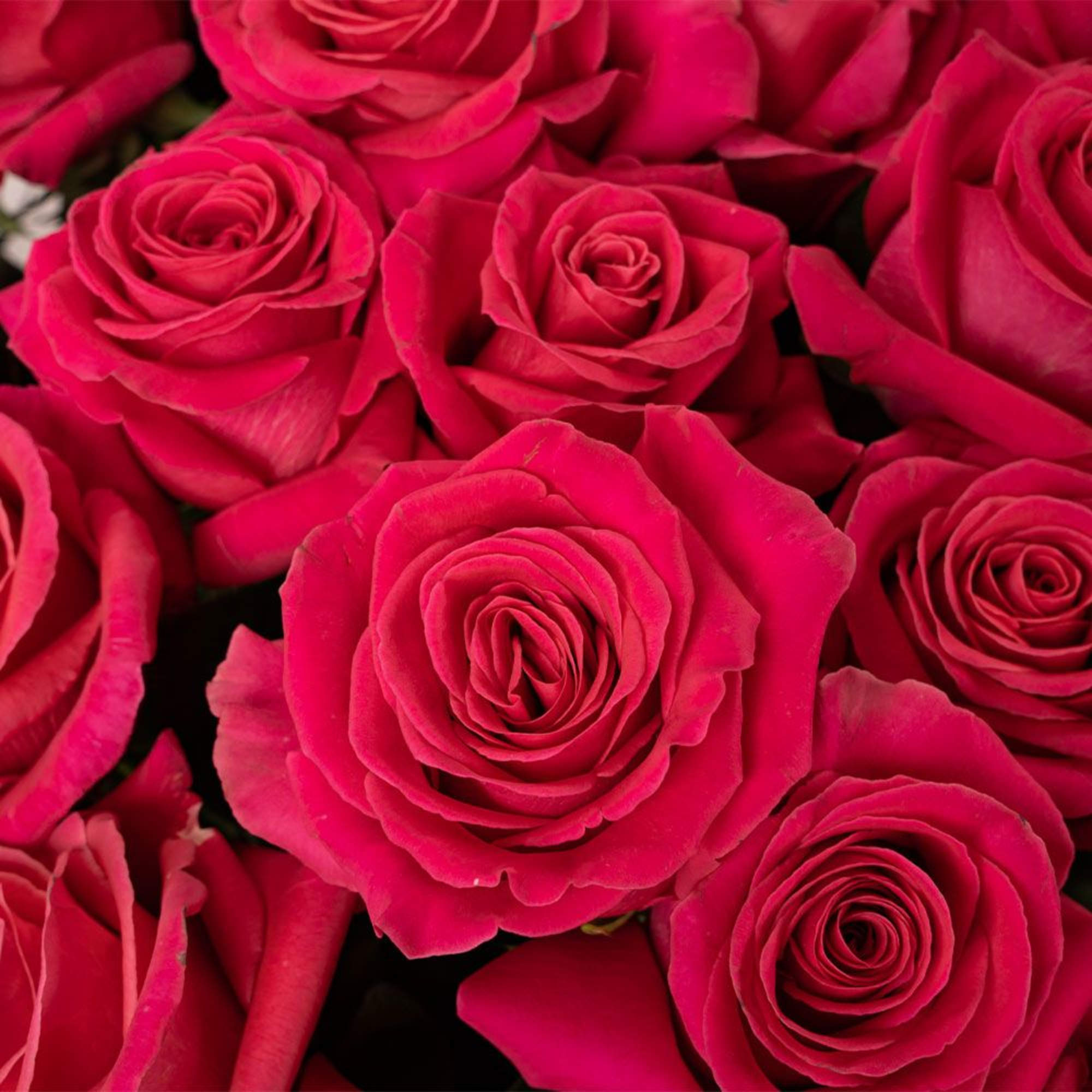 Our classic 100 hot pink roses are designed with long-stem 70 cm