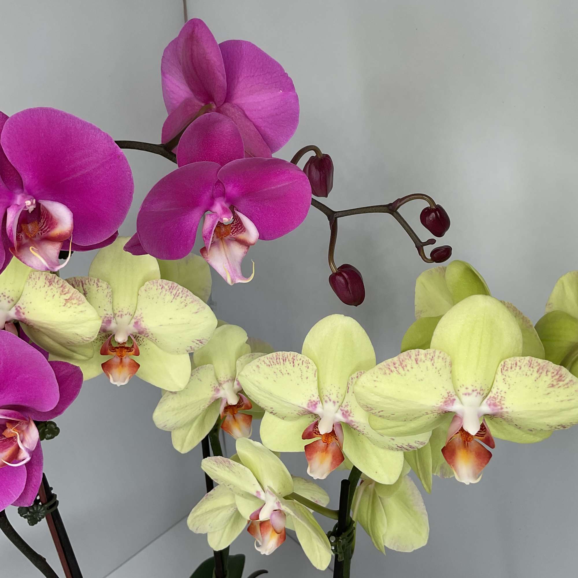 Simple, elegant, and beautiful, just like that special someone in your life.