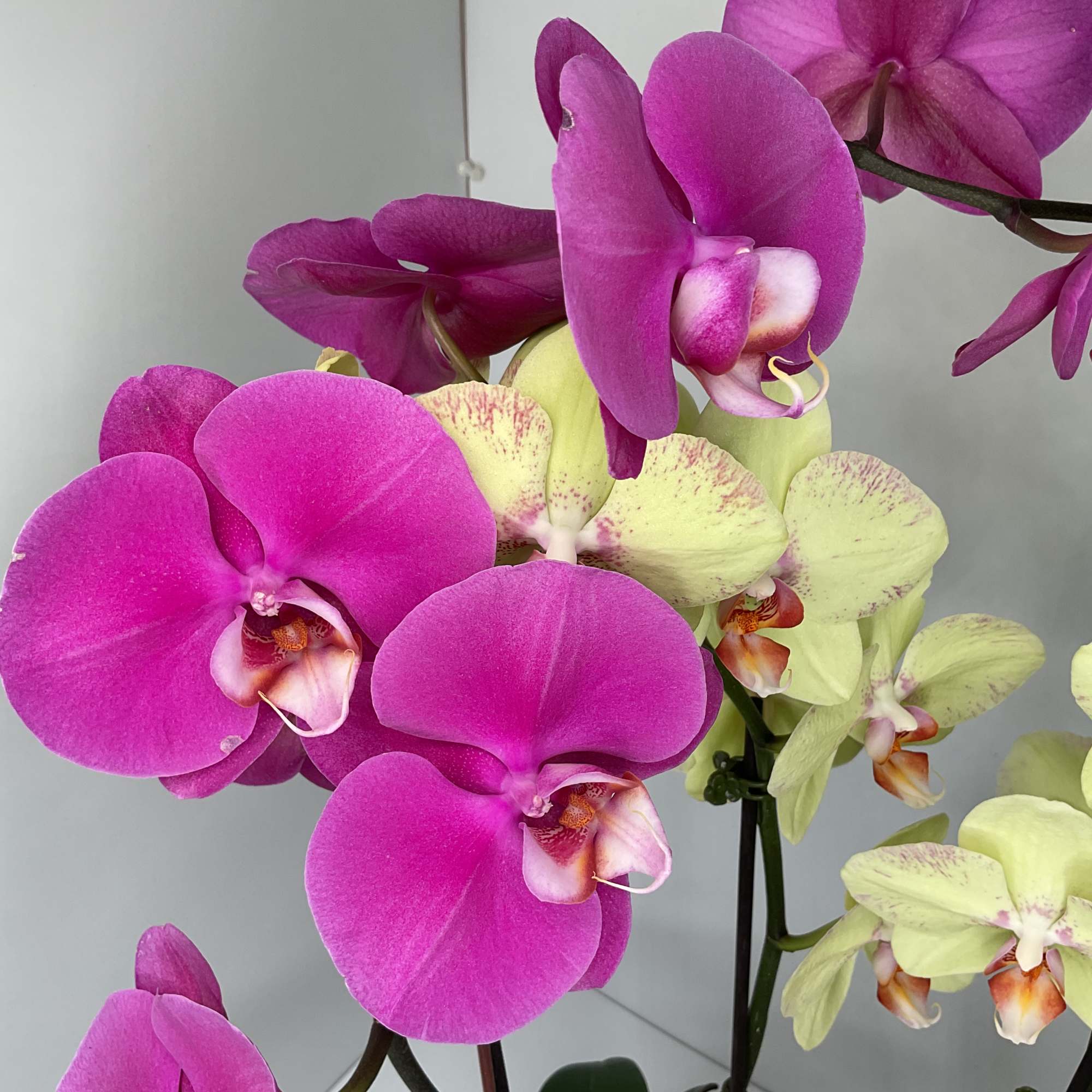 Simple, elegant, and beautiful, just like that special someone in your life.