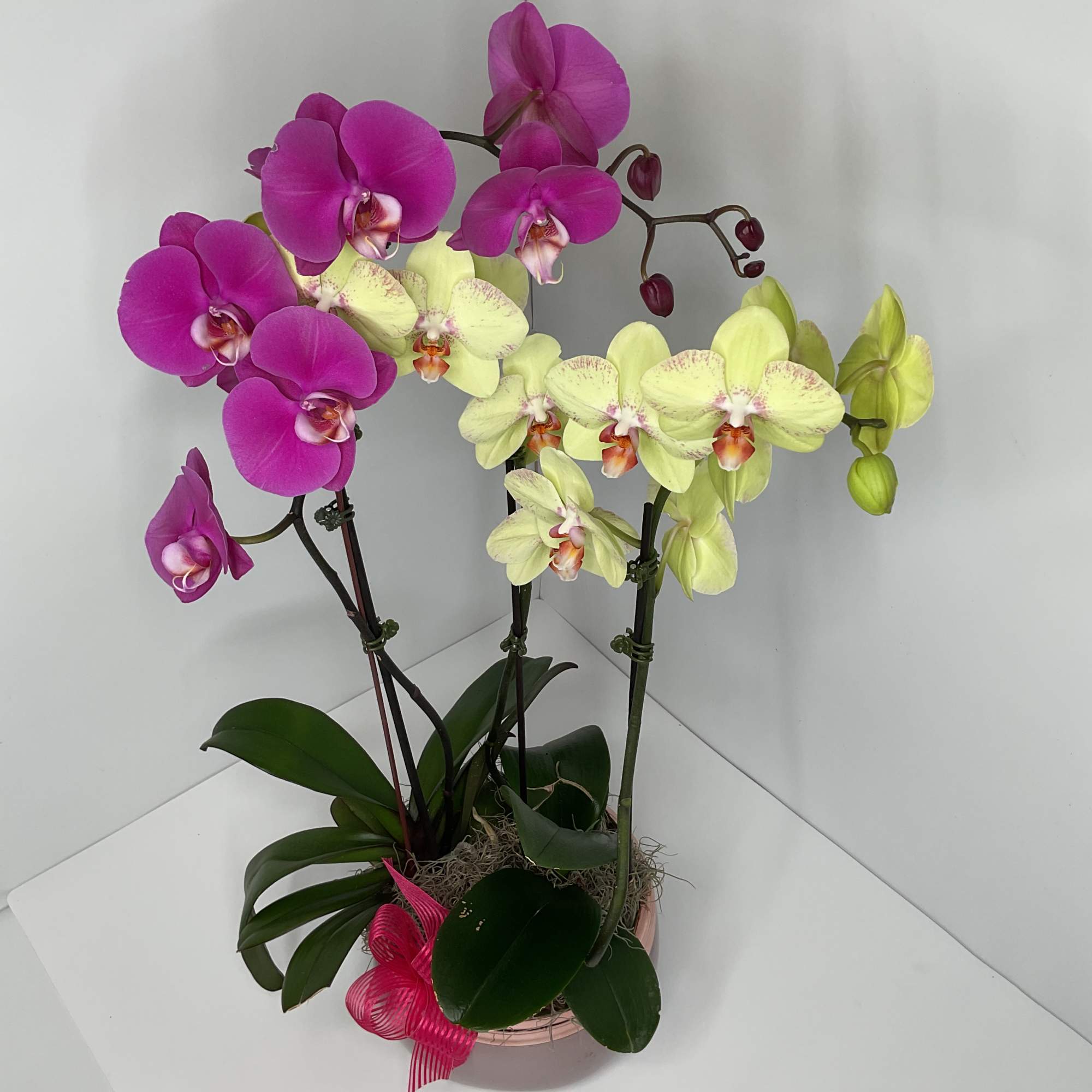 Simple, elegant, and beautiful, just like that special someone in your life.