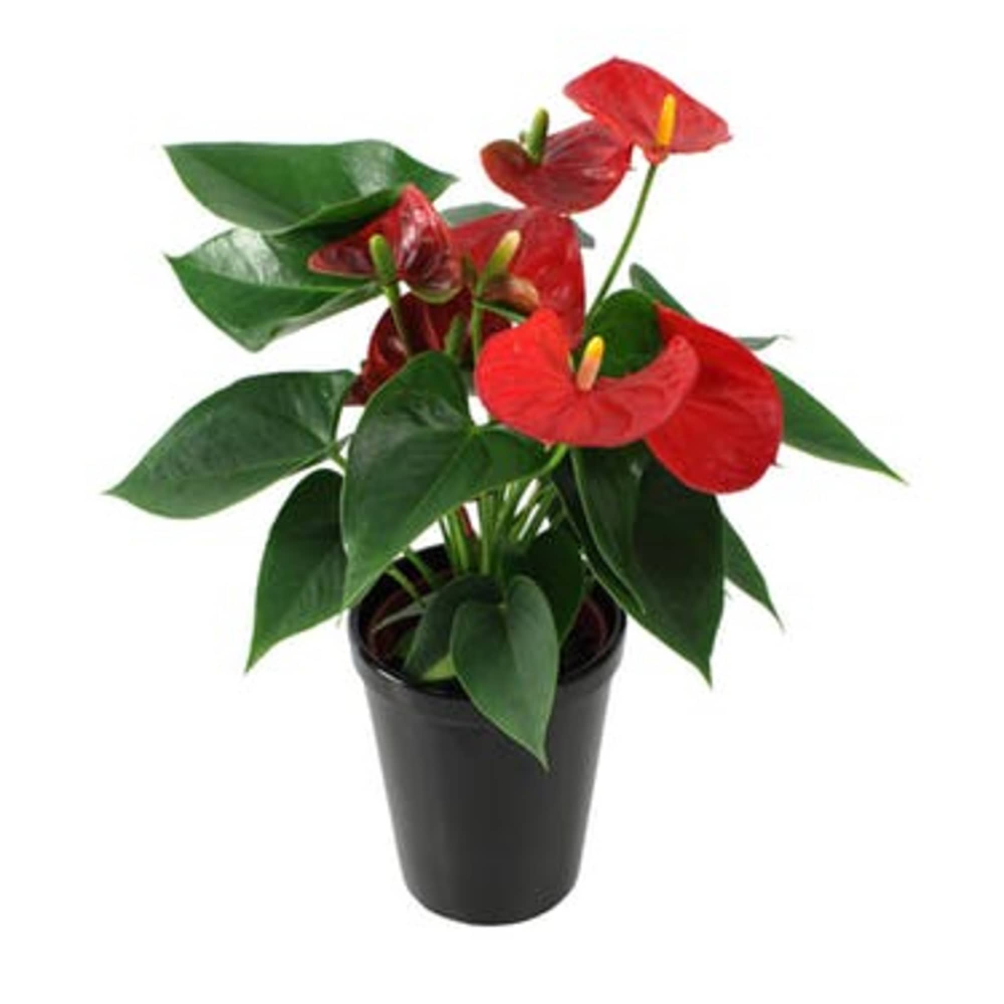 Anthurium Plant is a vibrant, low-maintenance plant that *detoxifies the indoor air