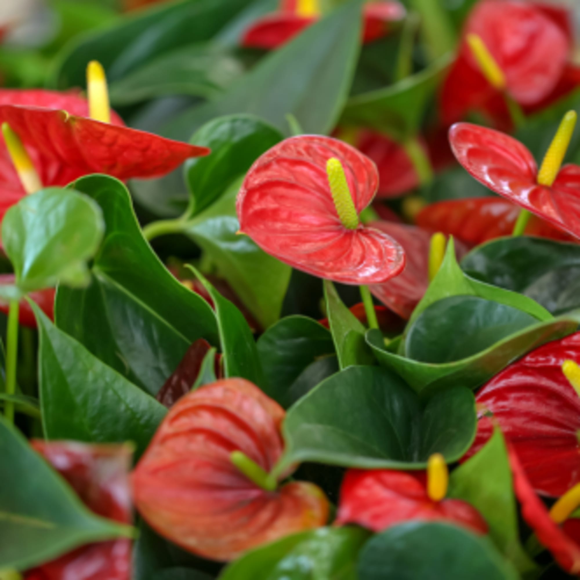 Anthurium Plant is a vibrant, low-maintenance plant that *detoxifies the indoor air