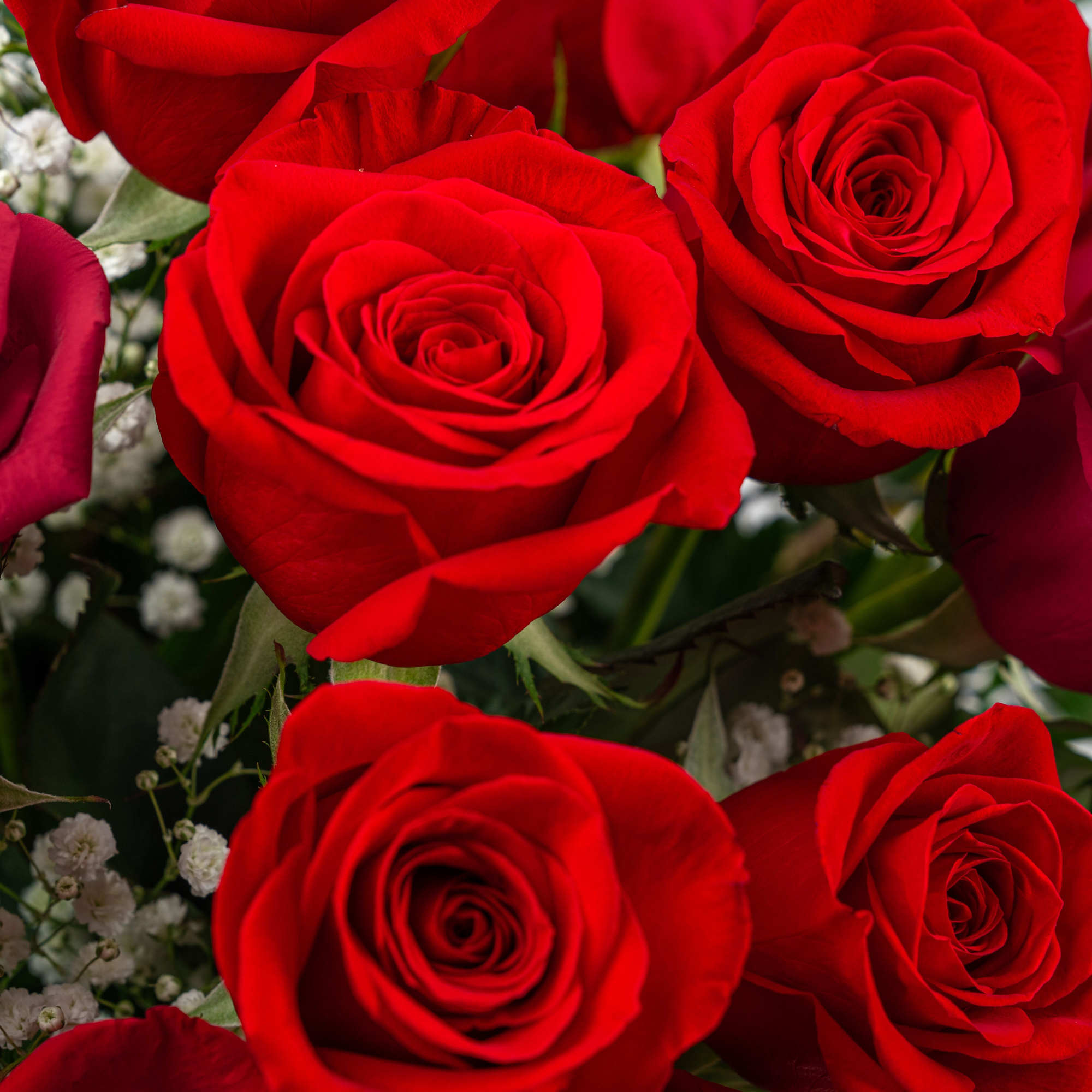Looking for a classic and bold arrangement of red roses to celebrate