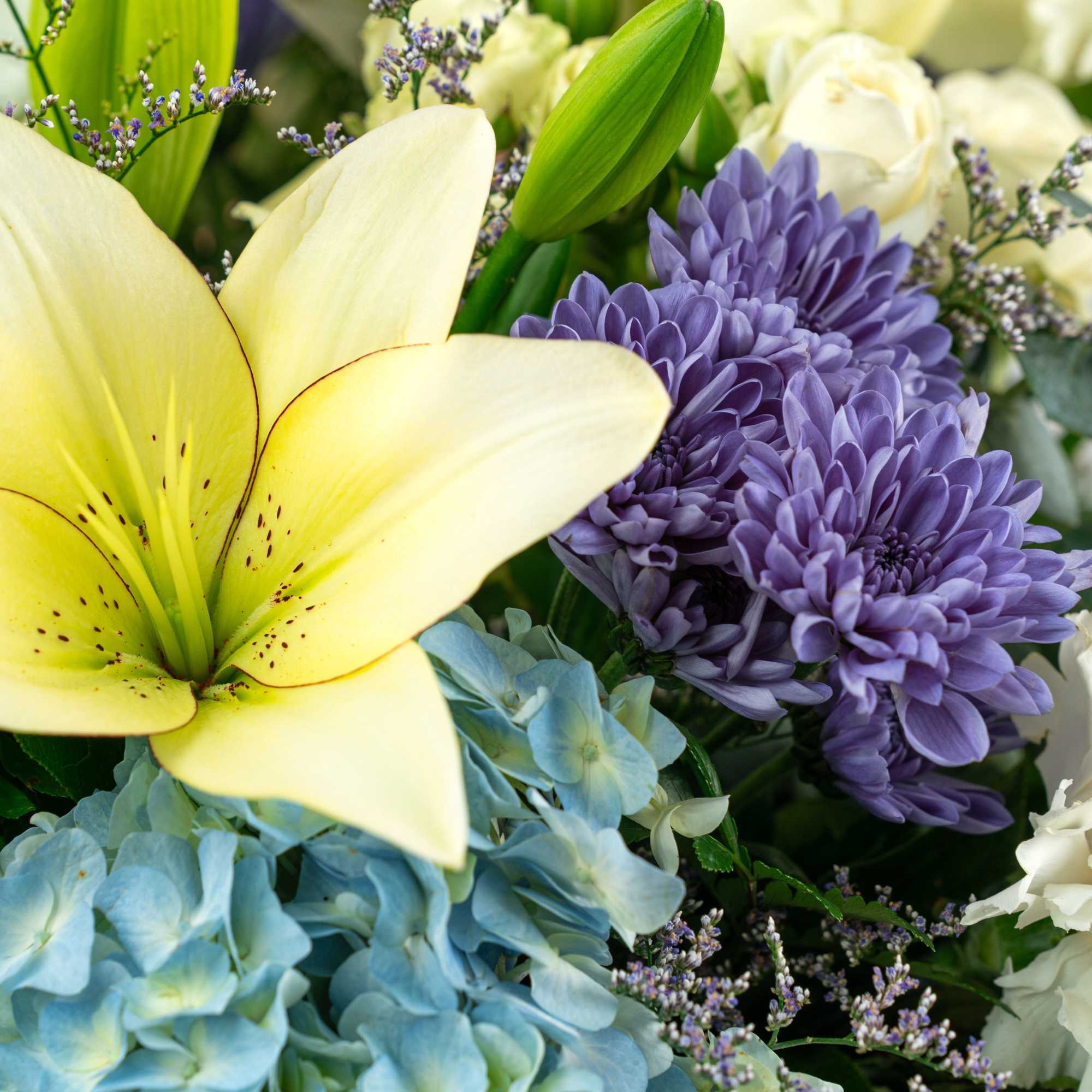 Our Bold Collection's Blue Birthday Wishes features fabulous blooms in white, blue