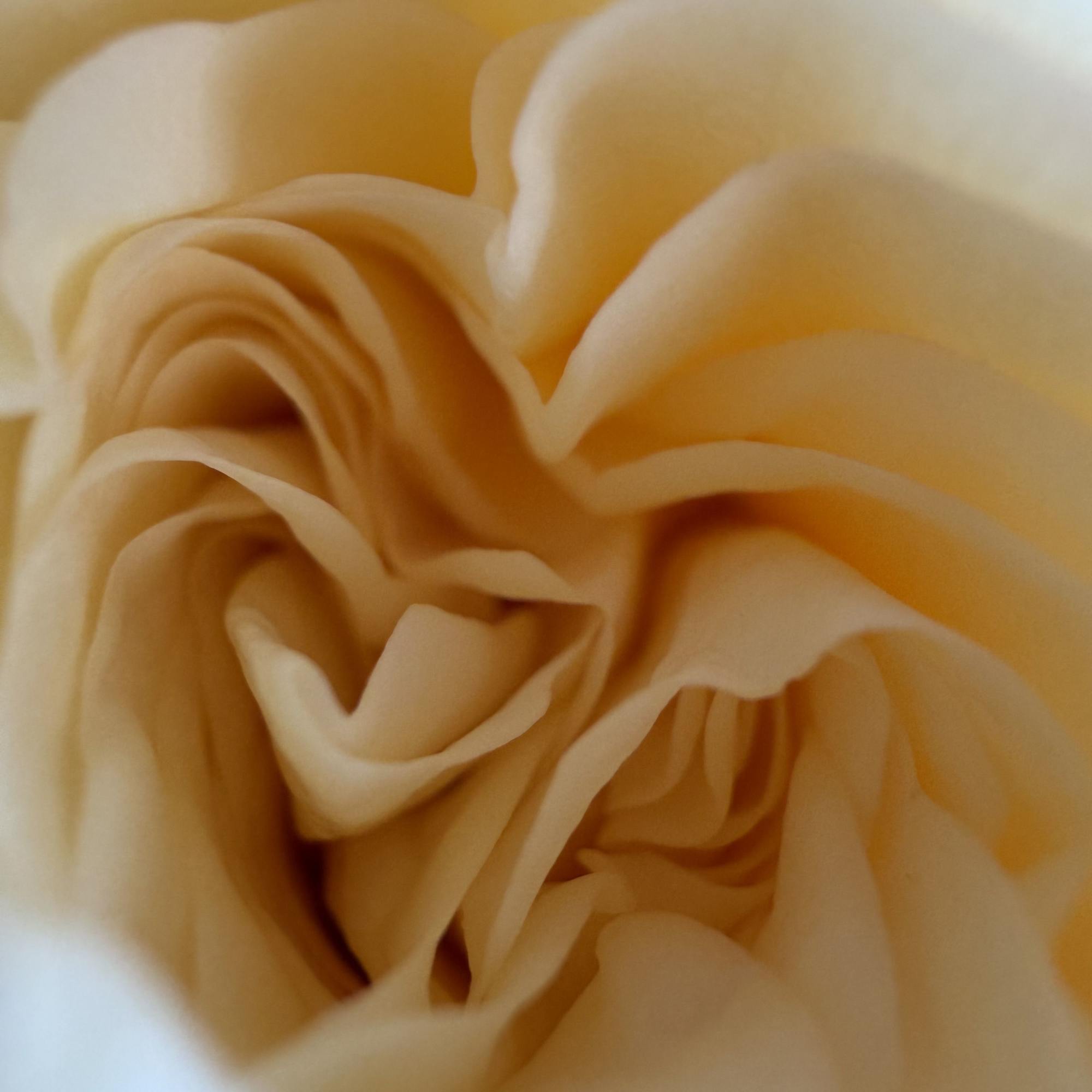 luxury combo roses and cymbidium white 

*****Limited pieces available. ***