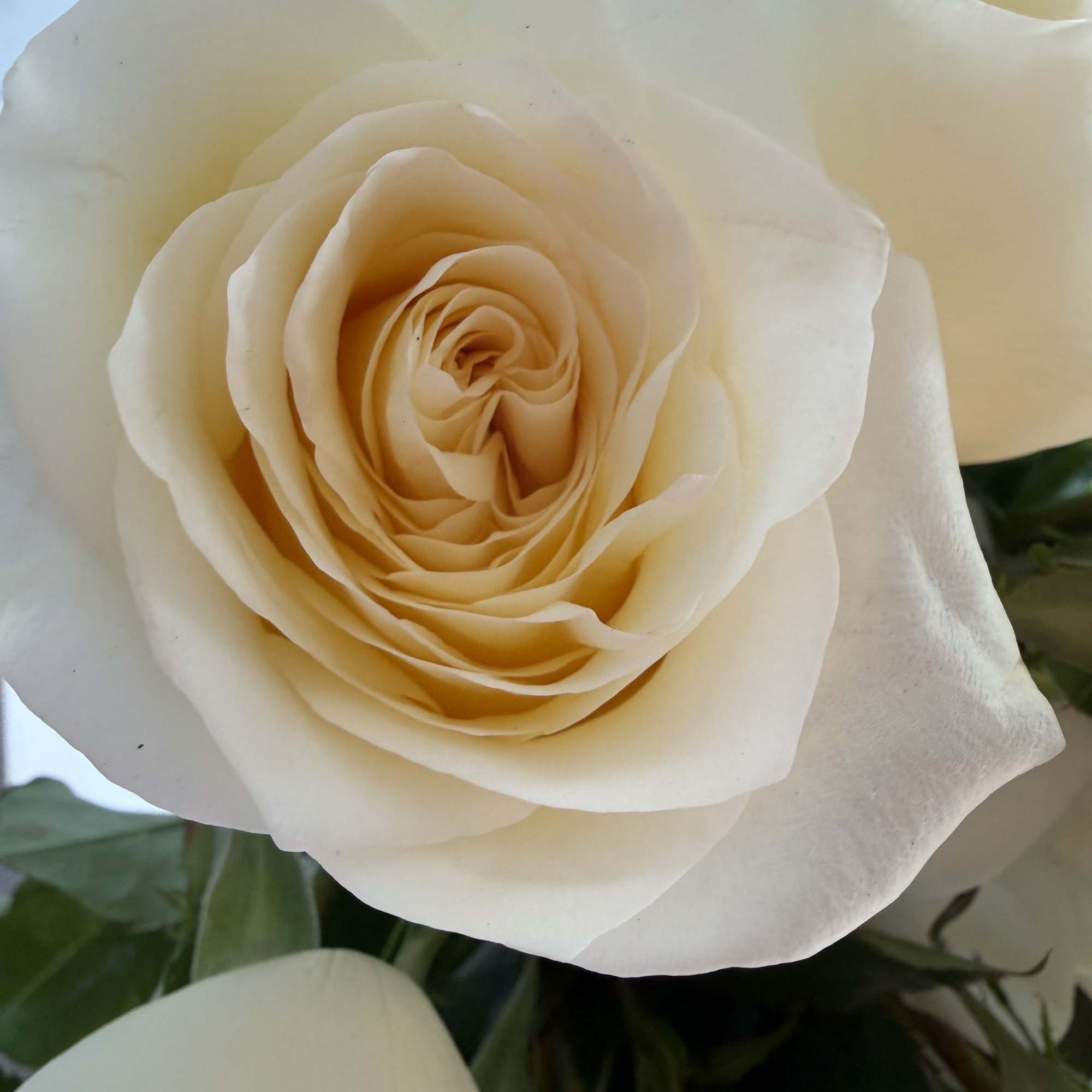 luxury combo roses and cymbidium white 

*****Limited pieces available. ***