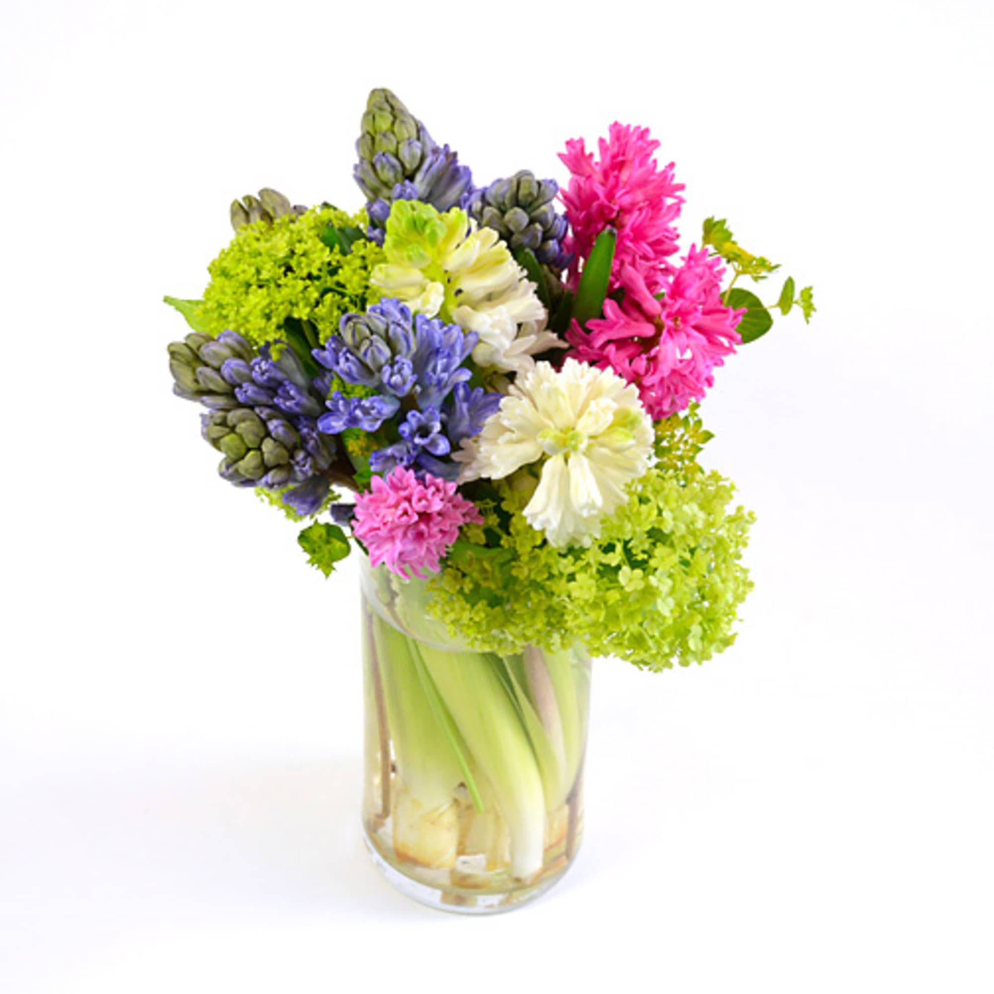 The elegant Dutch hyacinth is under appreciated. They are colorful, have a