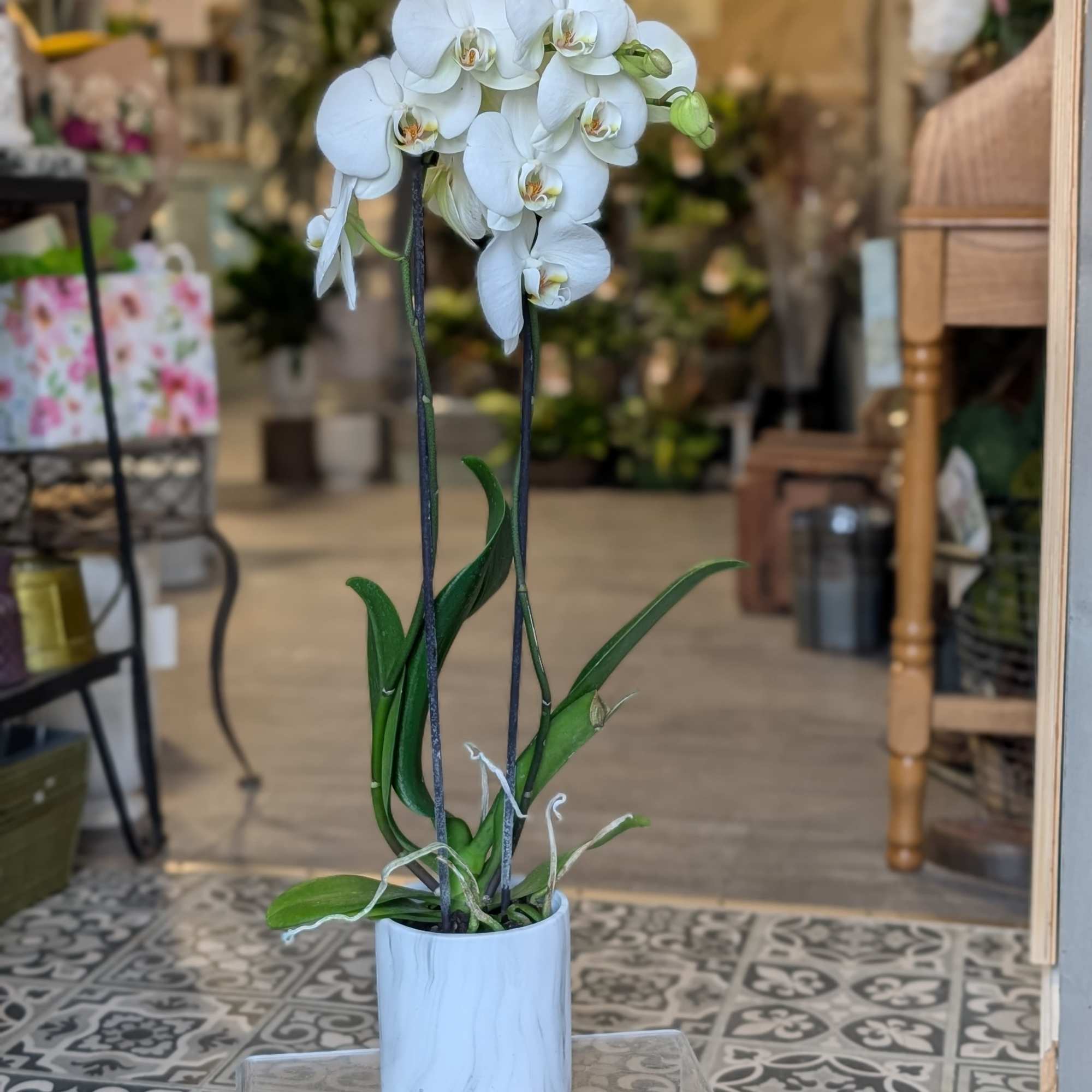 White or Purple Orchid in a ceramic marbled container.