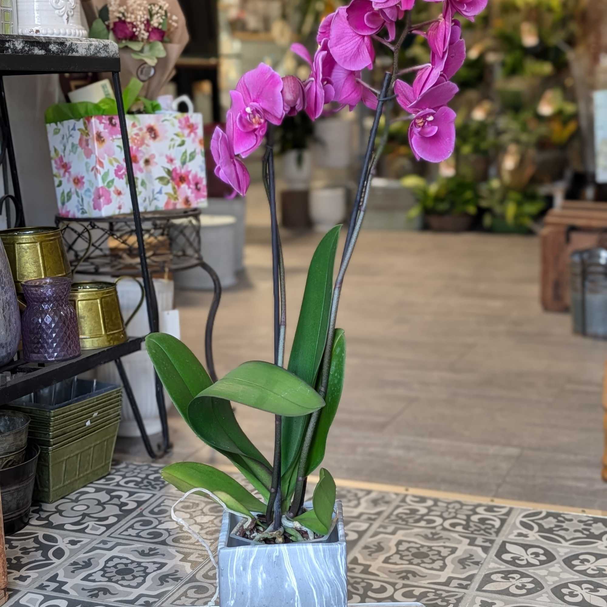 White or Purple Orchid in a ceramic marbled container.