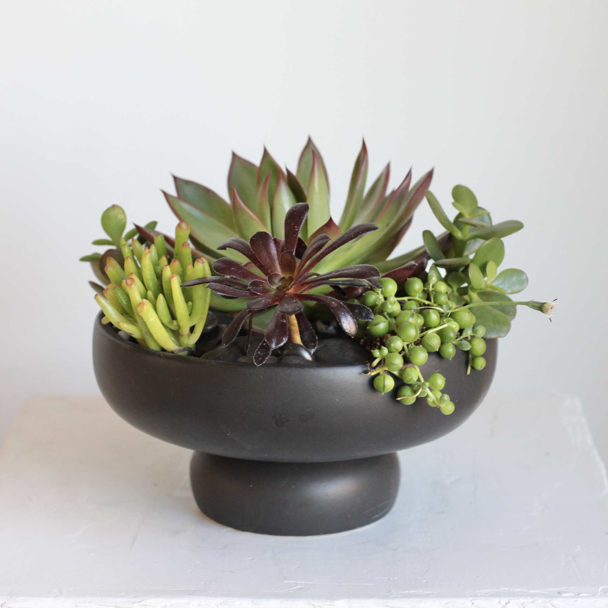 A curated mix of succulents designed to thrive with ease. This succulent