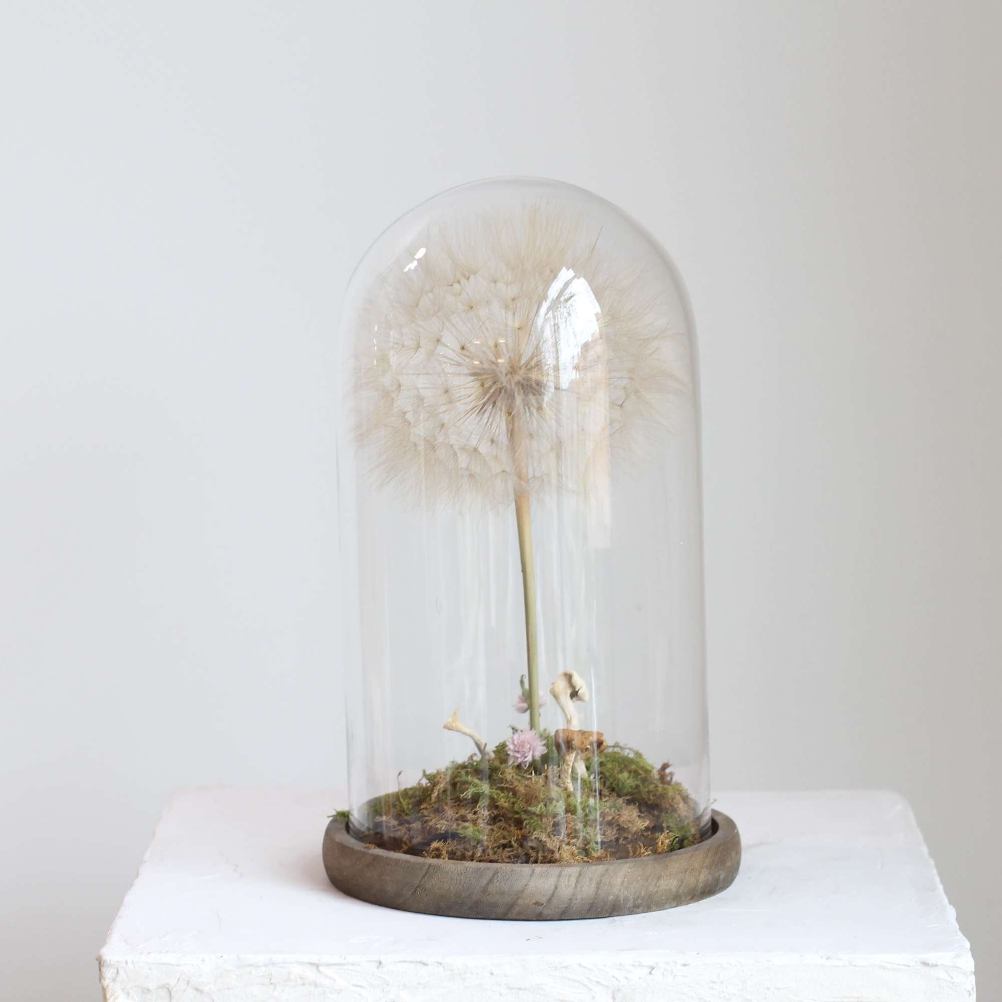 A preserved salsify seed head resembling an oversized dandelion rests beneath a