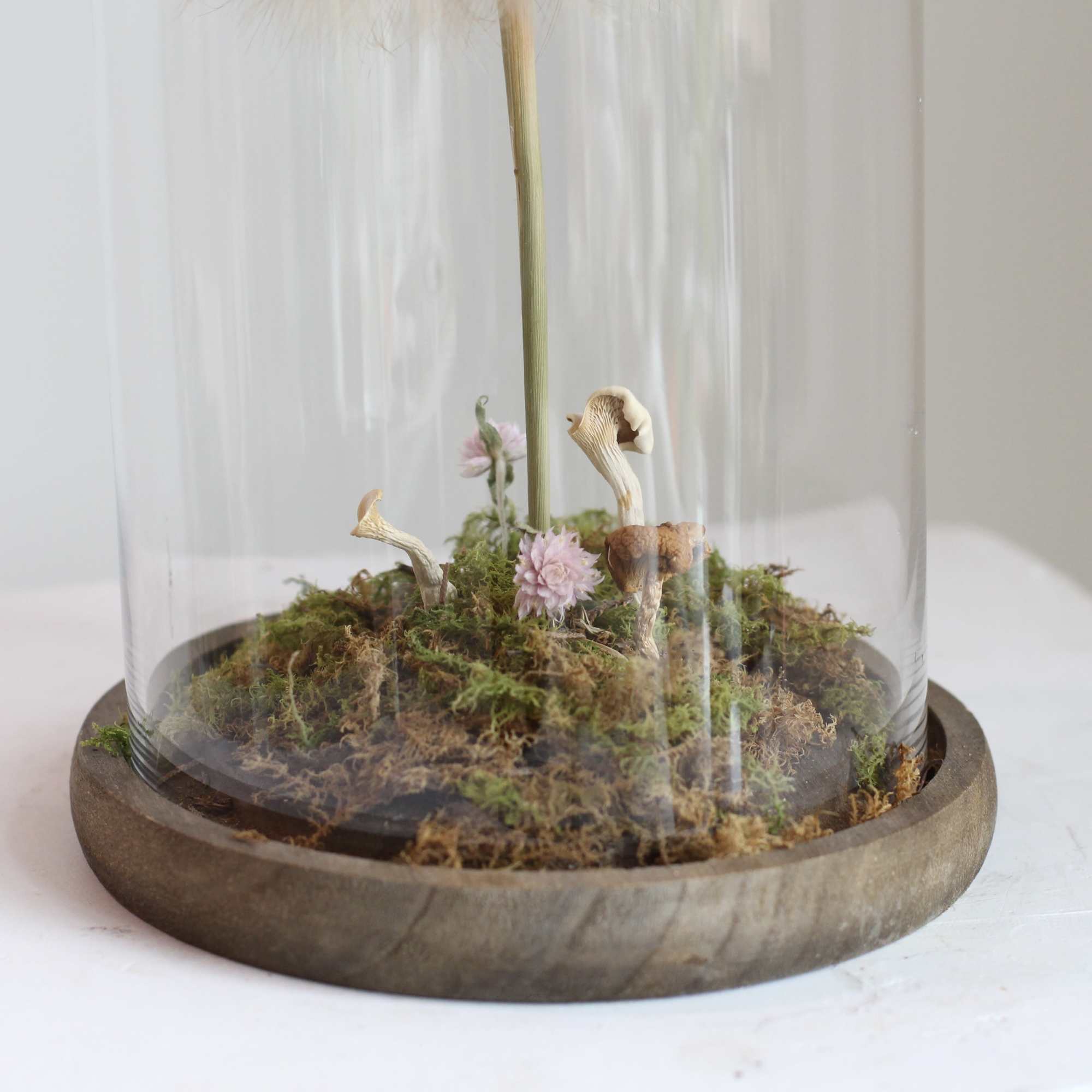 A preserved salsify seed head resembling an oversized dandelion rests beneath a