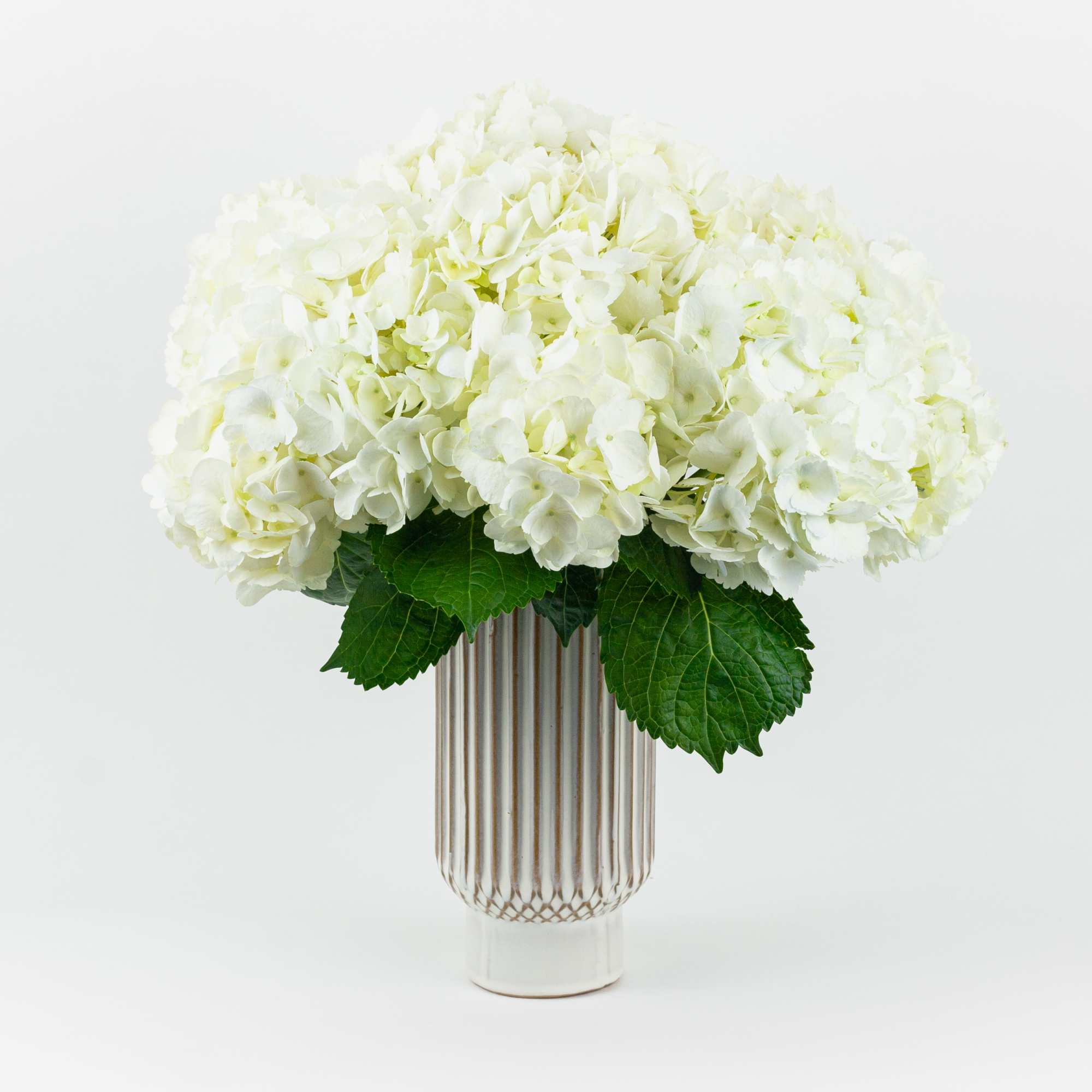 Arrangement of 6 Hydrangea white in a ceramic vase.