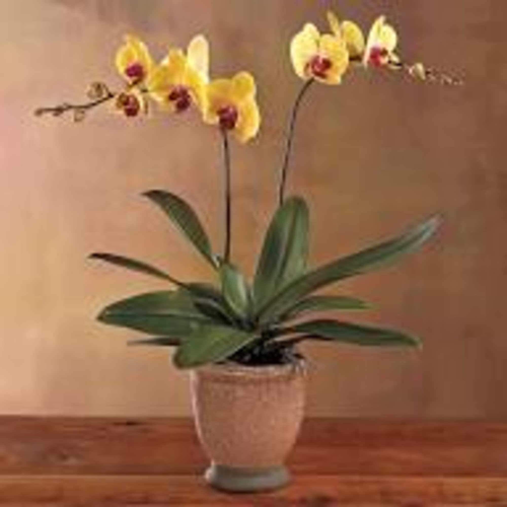 Single peach orchid with a two brunches 
 can be pink color