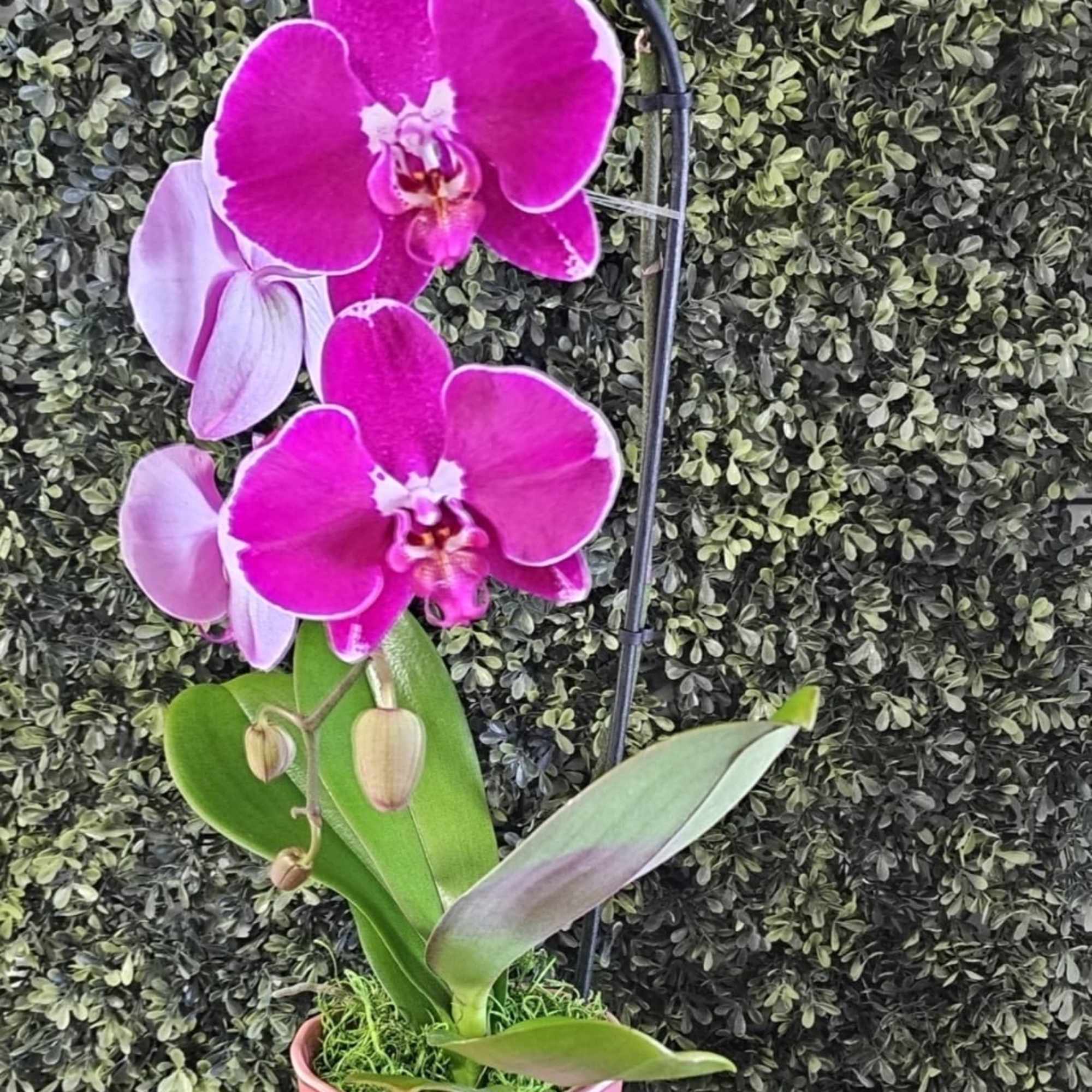 A beautiful and classic single stem white orchid. Perfect for all occasions