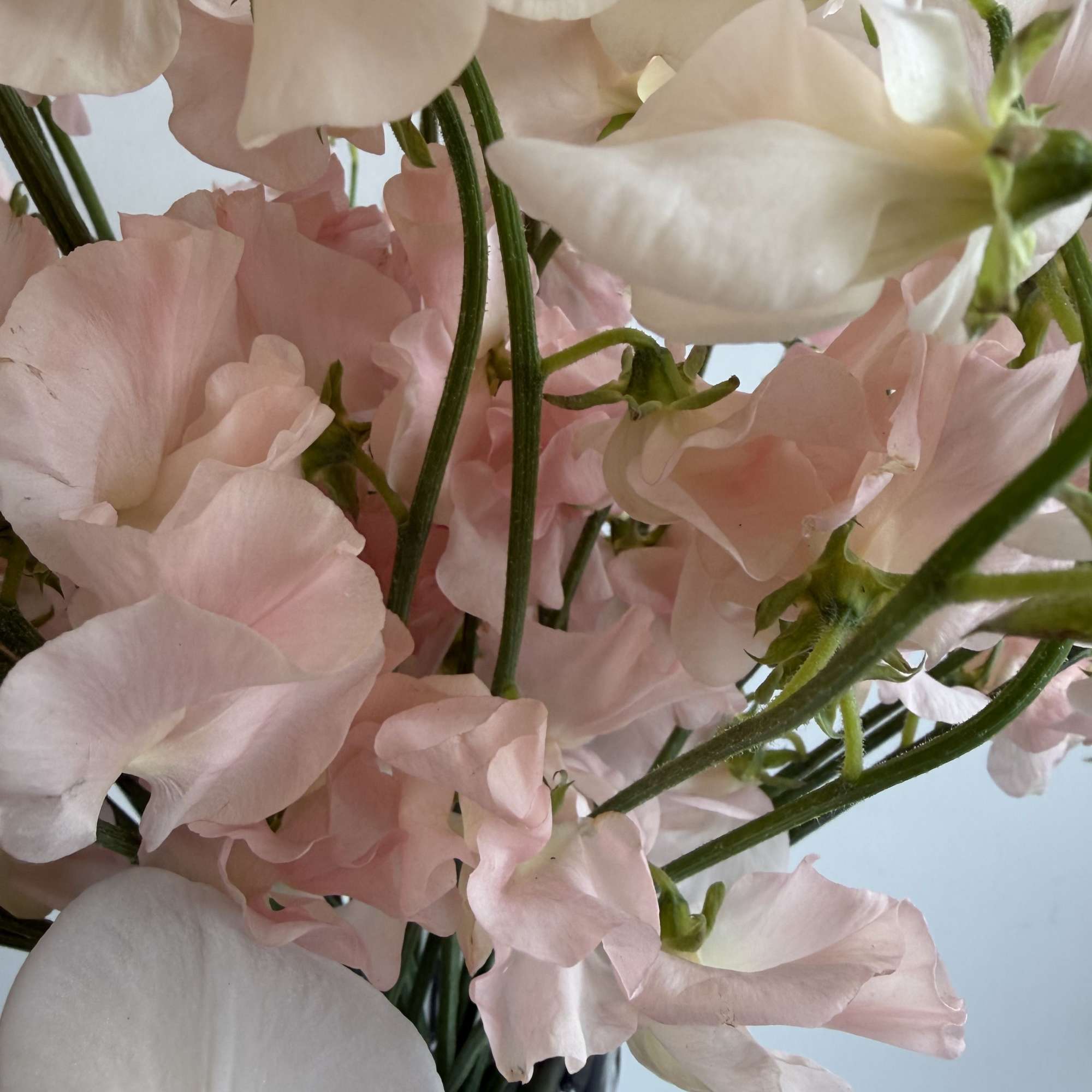 WHITE ORCHID &amp; SWEET PEA PEACH &amp; LUXURY VASE 

  