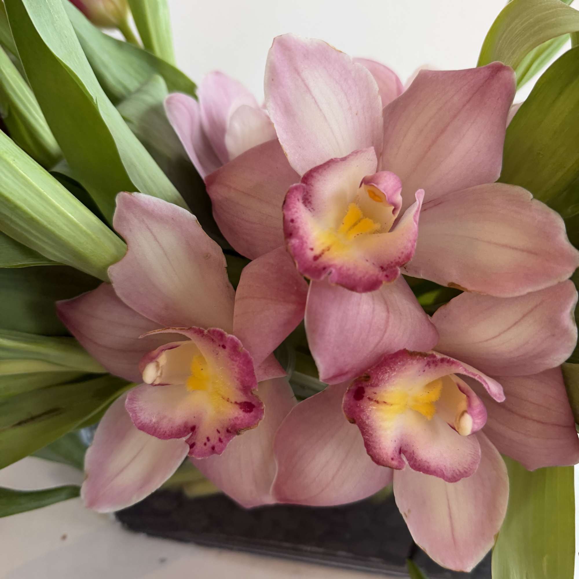 Marvel Parrot tulips
cymbidium orchid pink,
black stones 
in short vase 