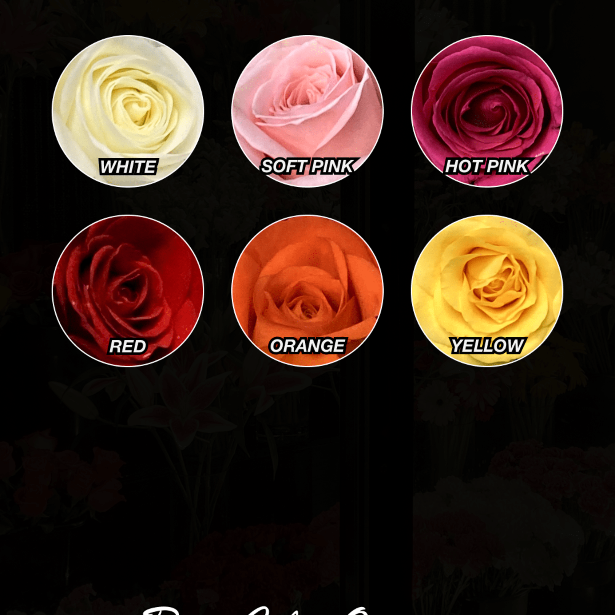 Our boutonni&egrave;re features a rose, baby's breath and freshly-cut greens. Accented with