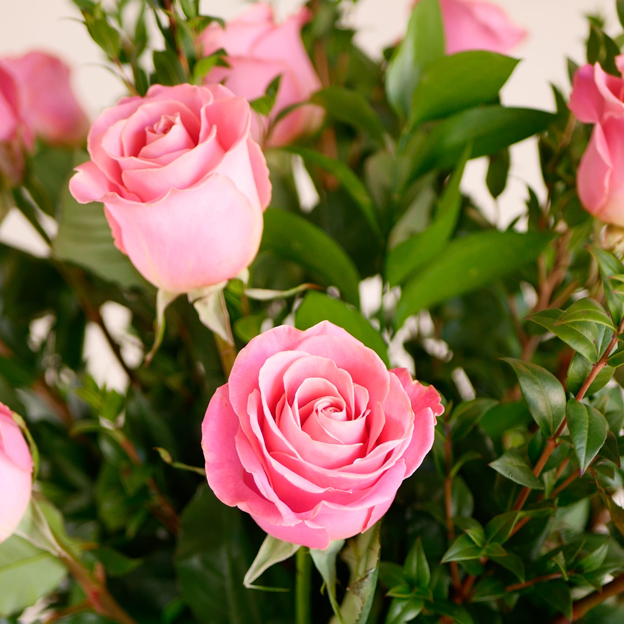 This elegant arrangement features our premium pink roses with lush greens in