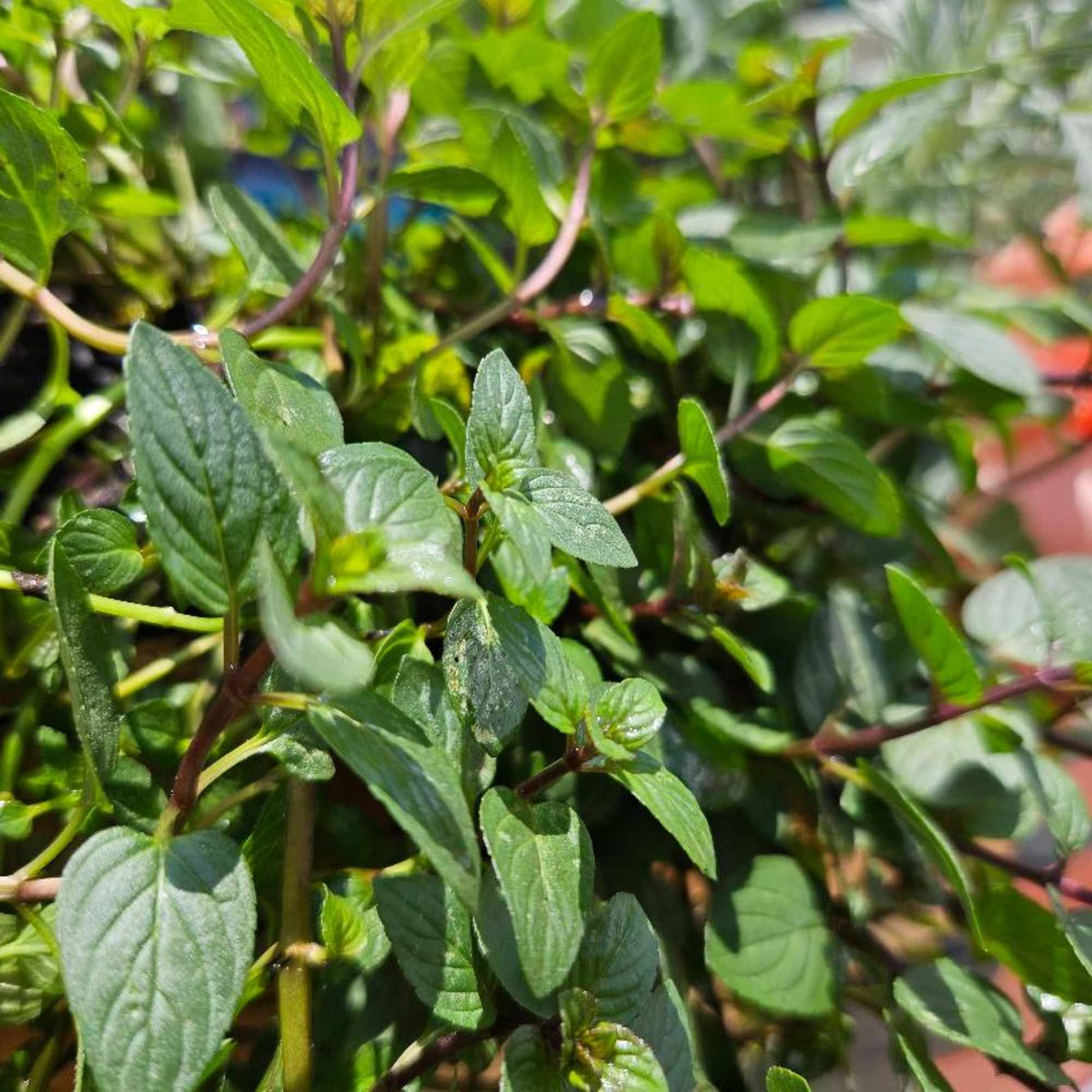 Locally grown herbs and blooming plants replanted in organic soil. These herbs