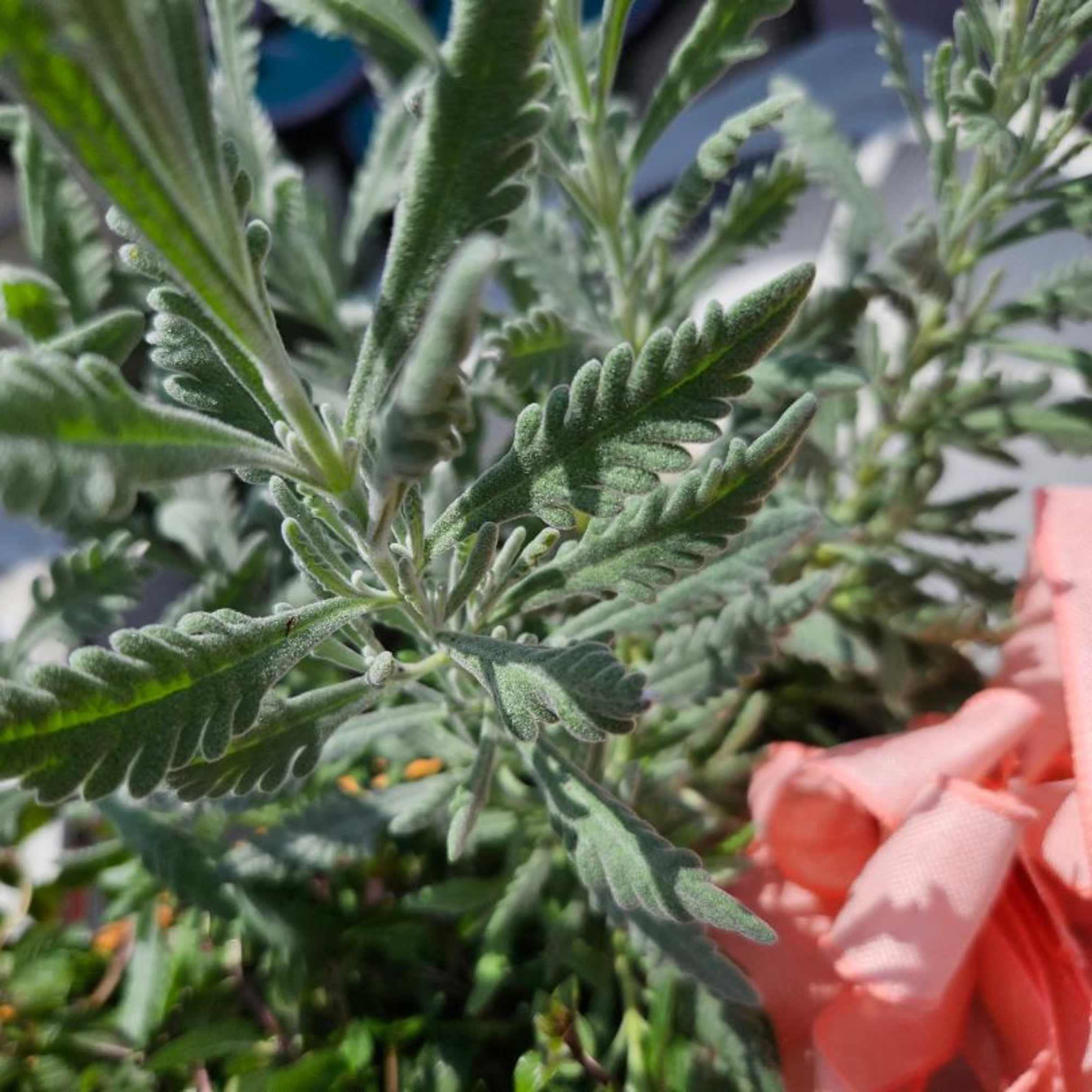 Locally grown herbs and blooming plants replanted in organic soil. These herbs