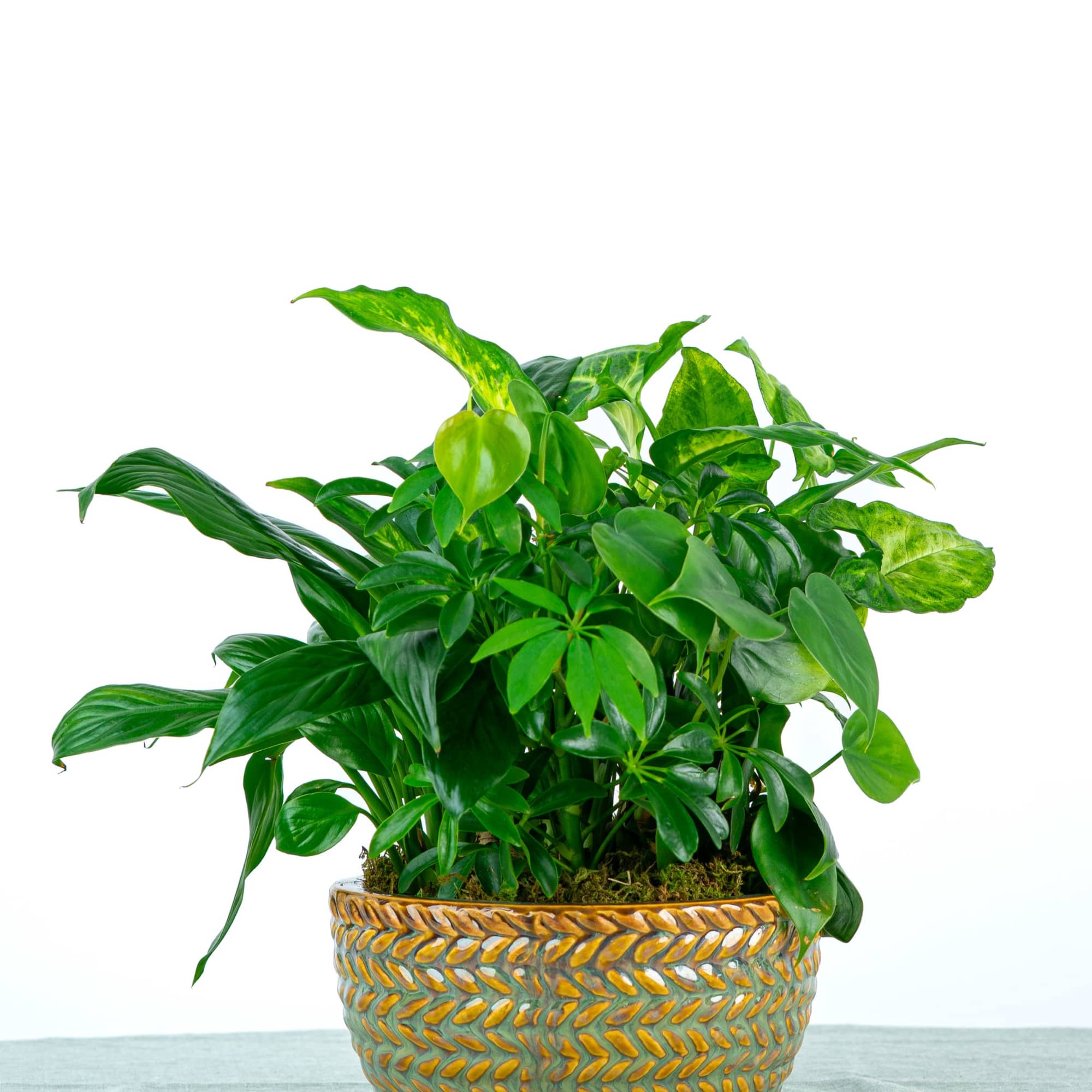 A sweet and simple collection of green plants arranged in a compact