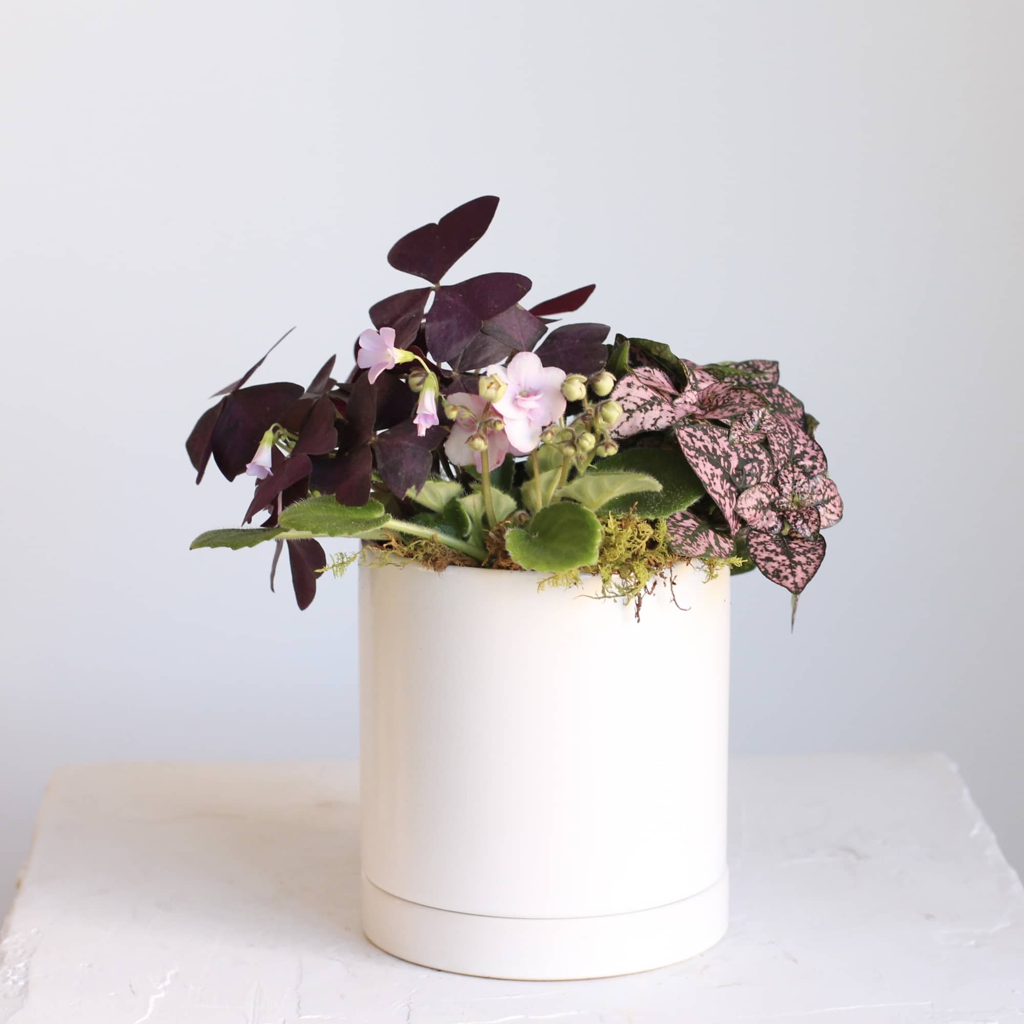 The Mini Living Plant Arrangement is a delightful collection of small plants