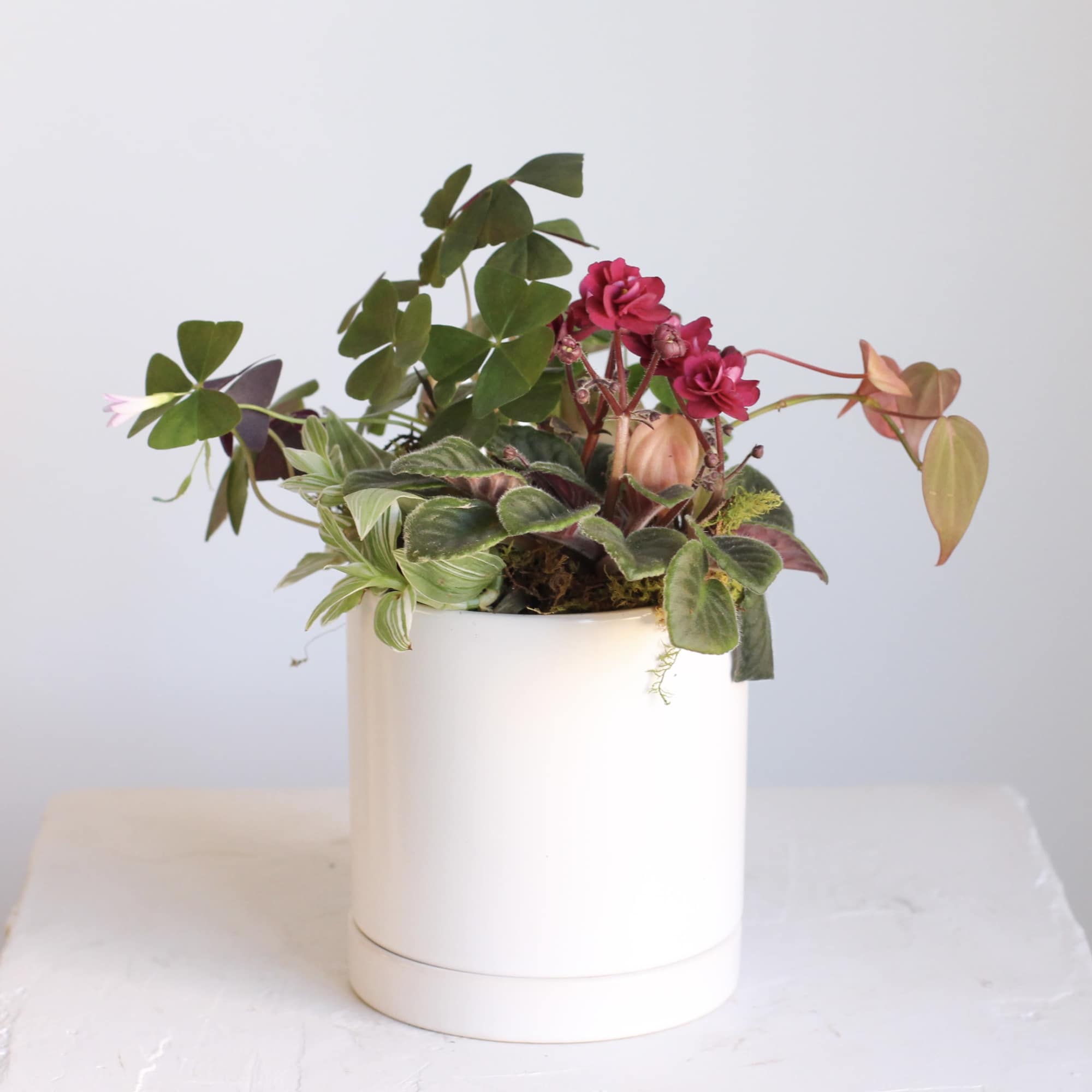 The Mini Living Plant Arrangement is a delightful collection of small plants